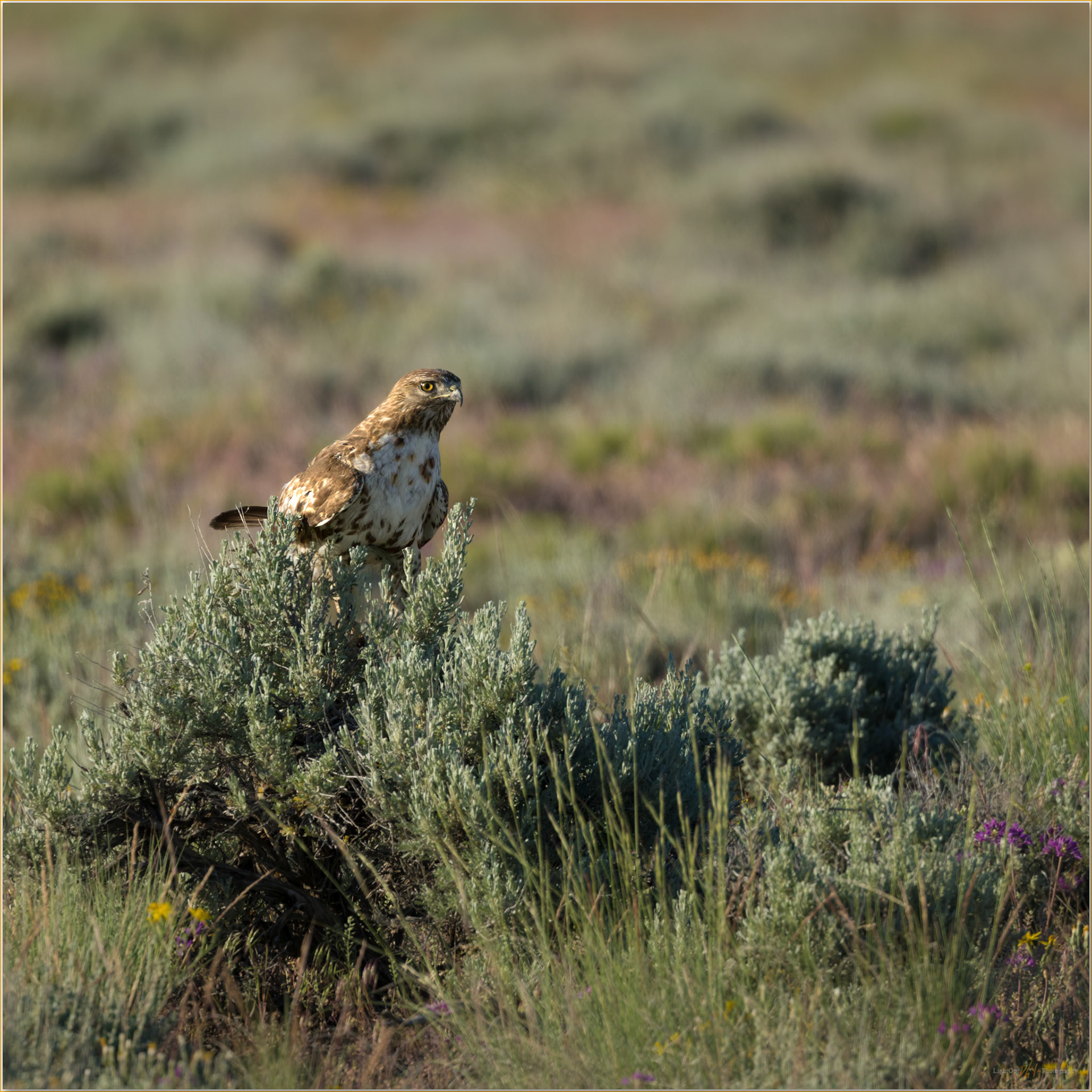 Morning hunt. Red-tailed Hawk perched low and ready, Hart Mountain, Great Basin Desert, OR, USA