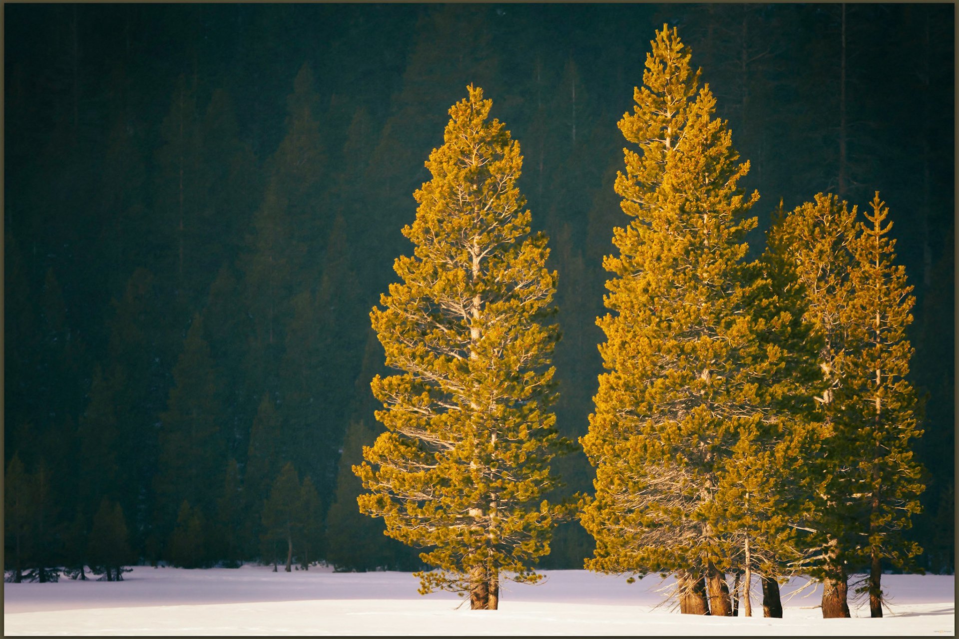 A gathering. Grass Lake, Luther Pass, Carson Range, CA, USA