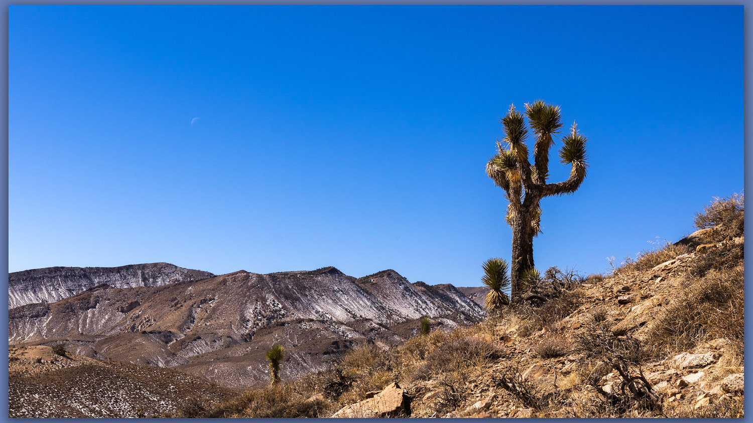 A Joshua. Westward from slopes of Gold Mountain, Mojave Desert, NV, USA