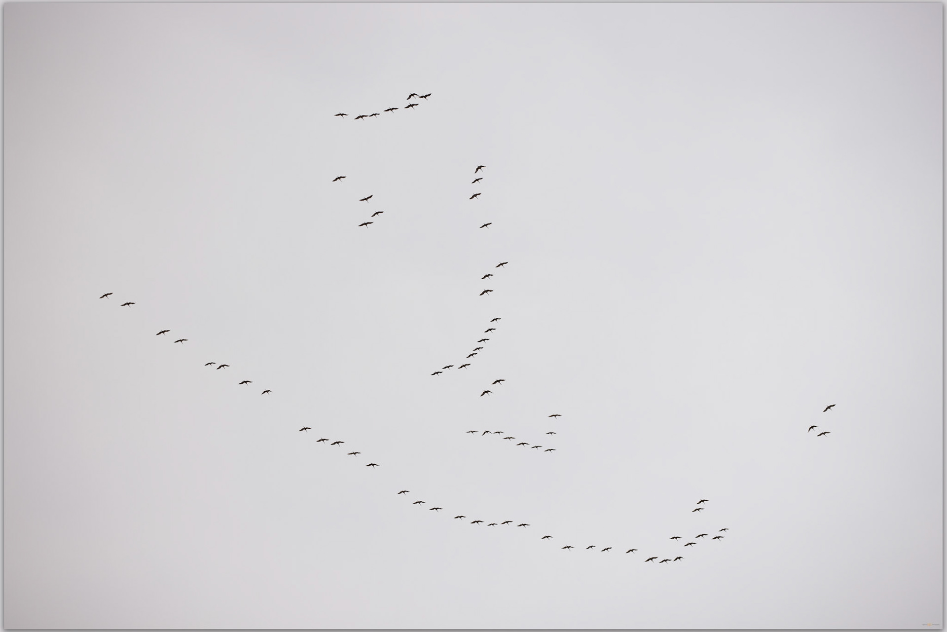 Southern flight. Sand Hill Cranes over Warner Valley, Great Basing Desert, OR, USA