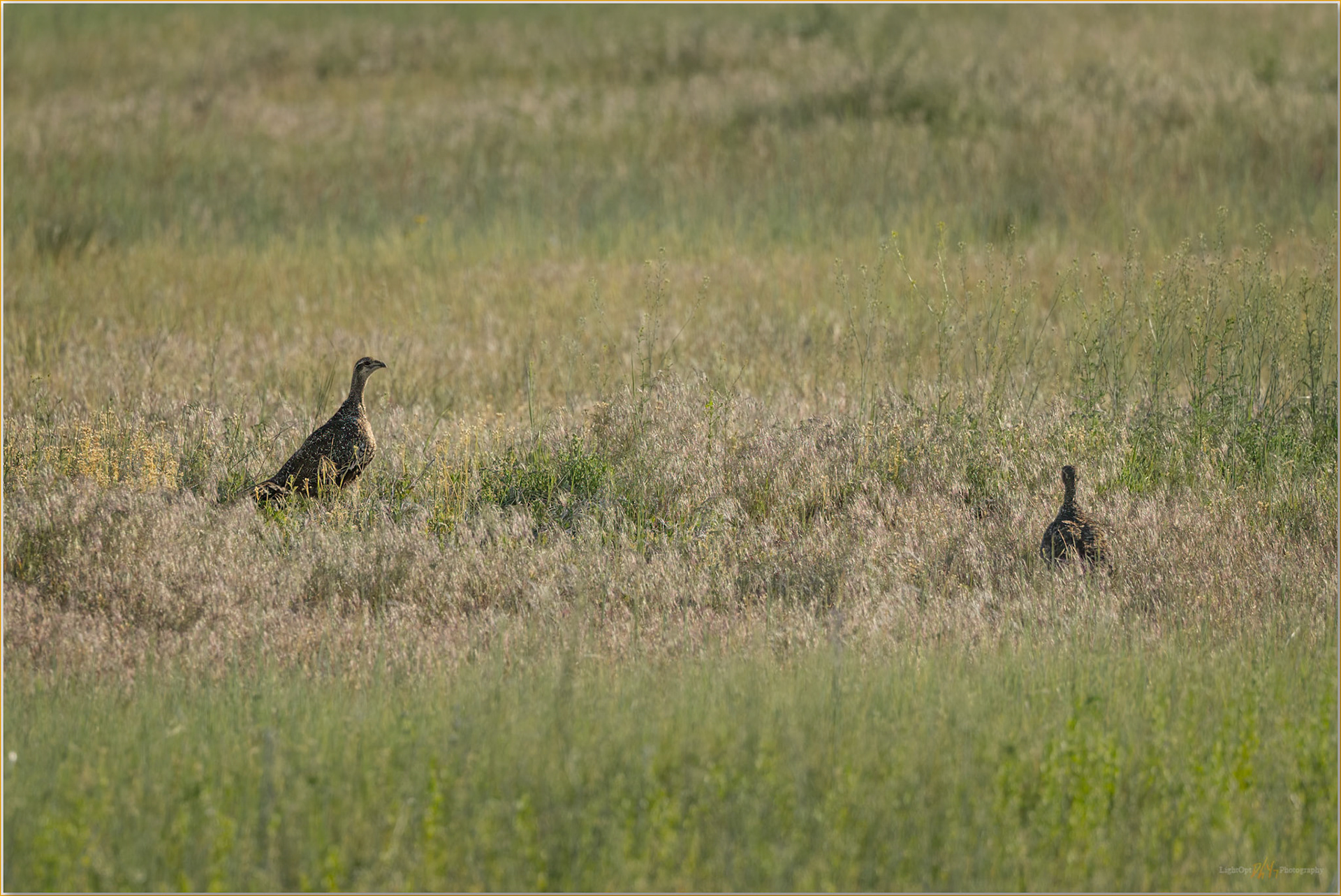 Early look. Greater Sage Grouse, Hart Mountain, Great Basin Desert, OR, USA