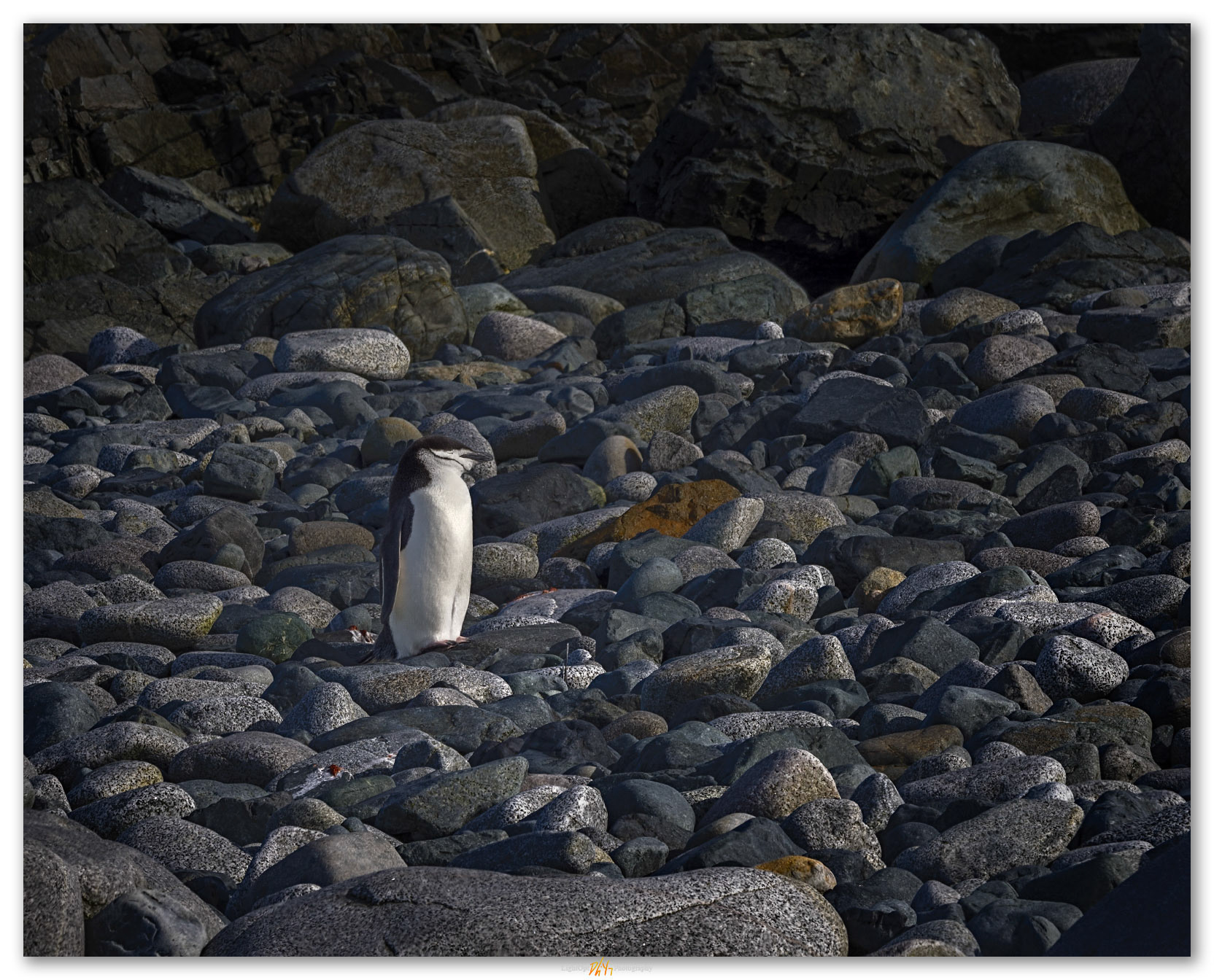 Chinstrap nap. Half Moon Island, South Shetland Islands, Antarctica