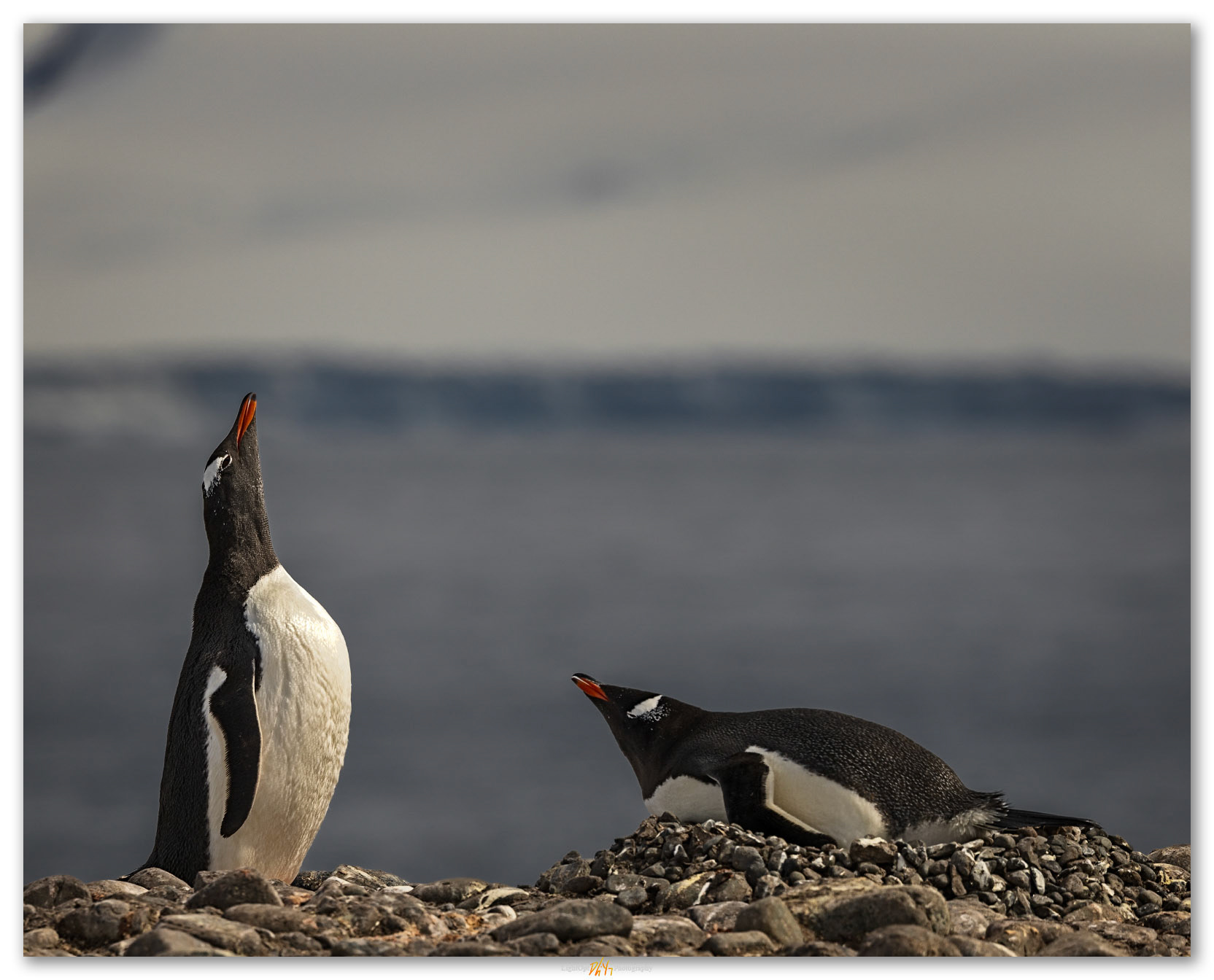 Gentoo greeting. A pair at home at Yankee Harbor on the South Shetland Islands, Antarctica