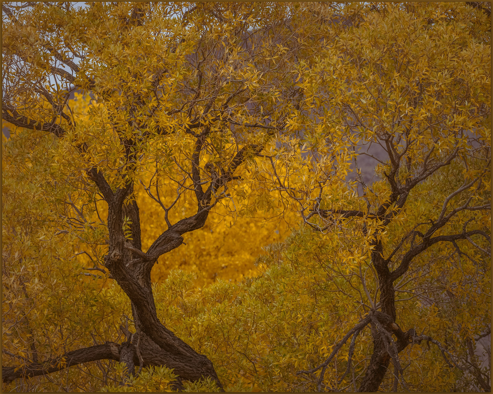 Cottonwoods turning late in Smith Valley, Great Basin Desert, USA