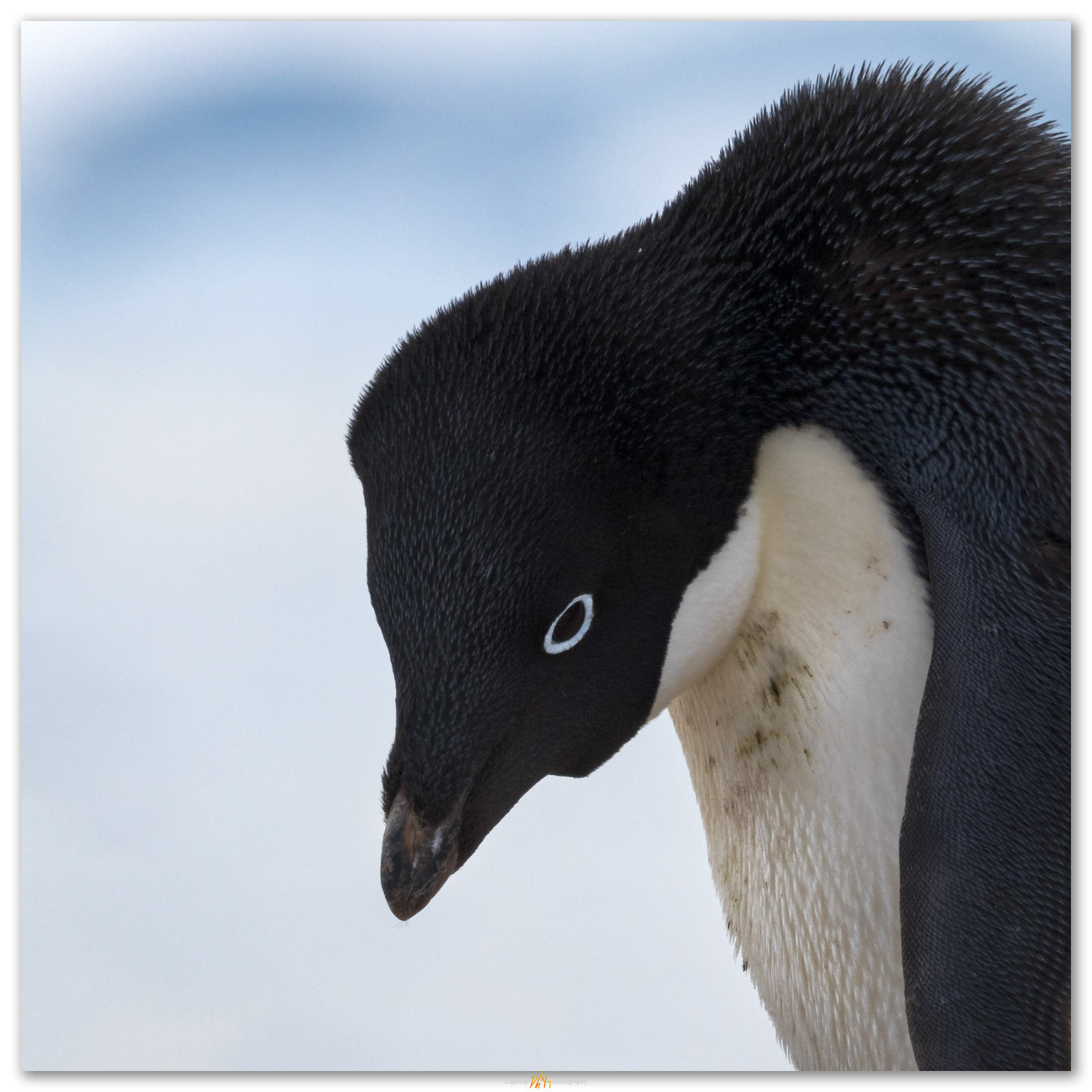 Adelie Penguin, Antarctic Peninsula