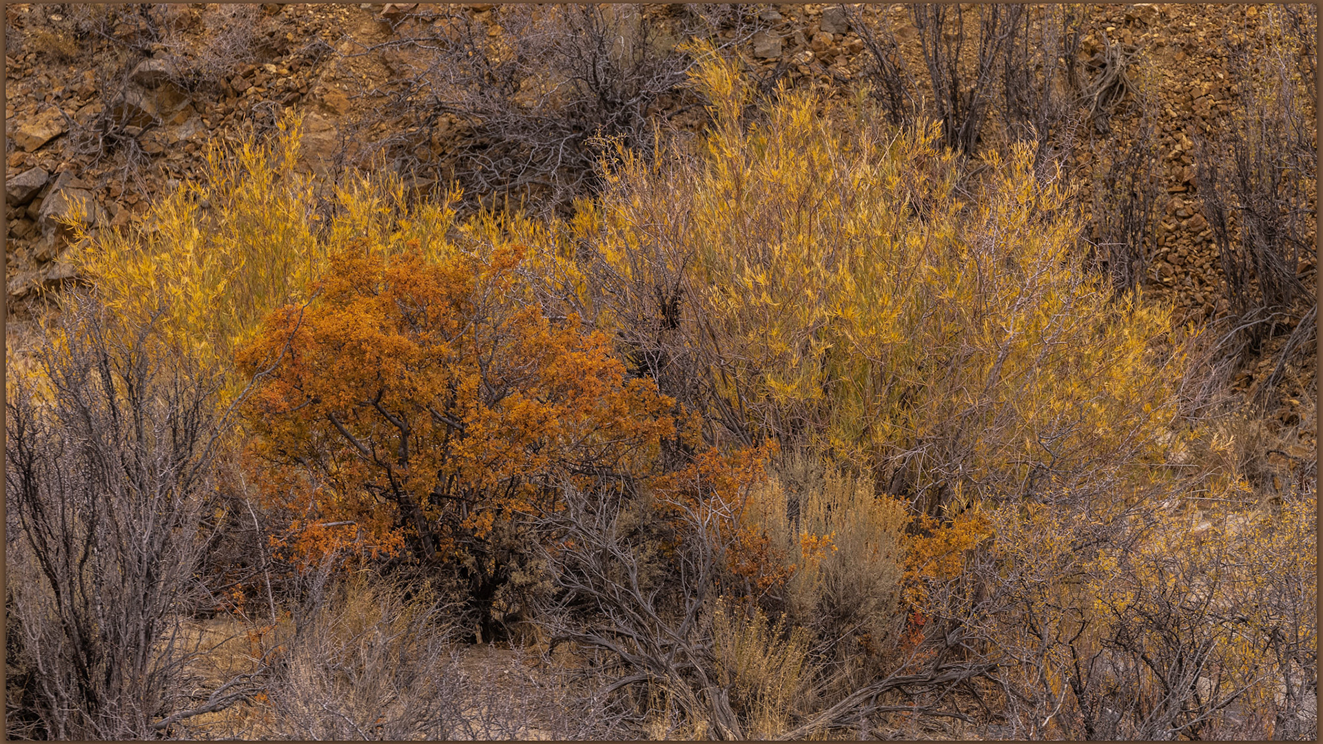 A play of orange among the willows, Smith Valley, Great Basin Desert, USA