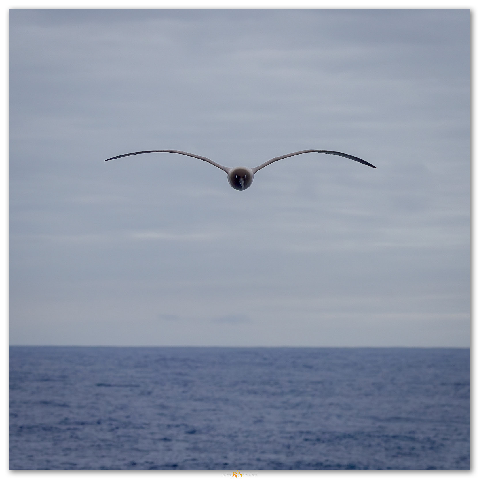 Headlong. Sooty Albatross in the Drake Passage.