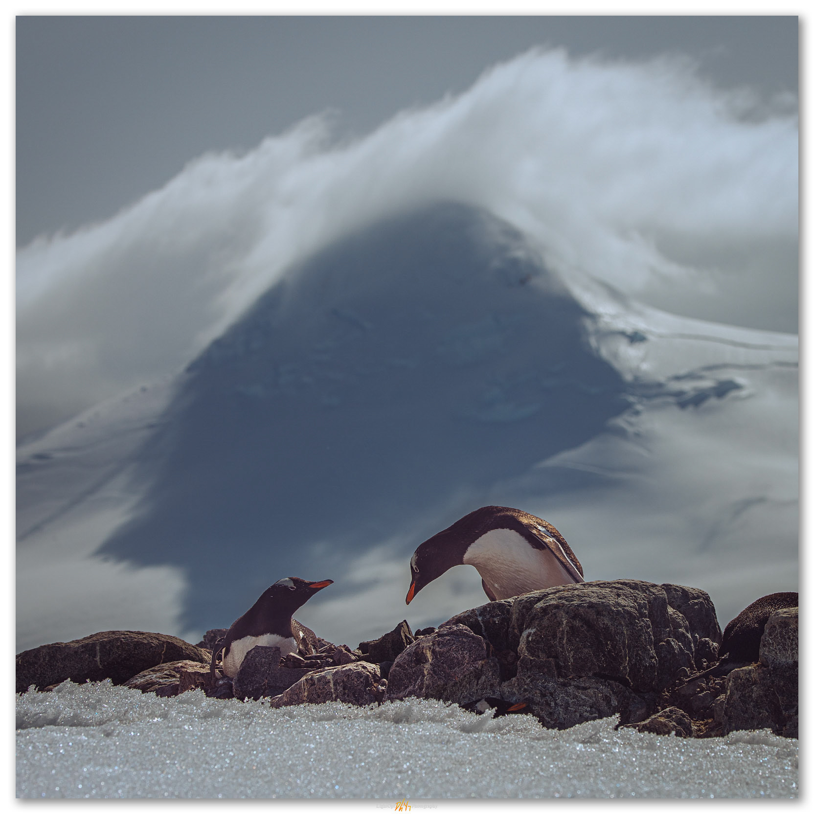 Teamwork. Gentoo Penguins changing shifts on the next. Coastal Antarctica.