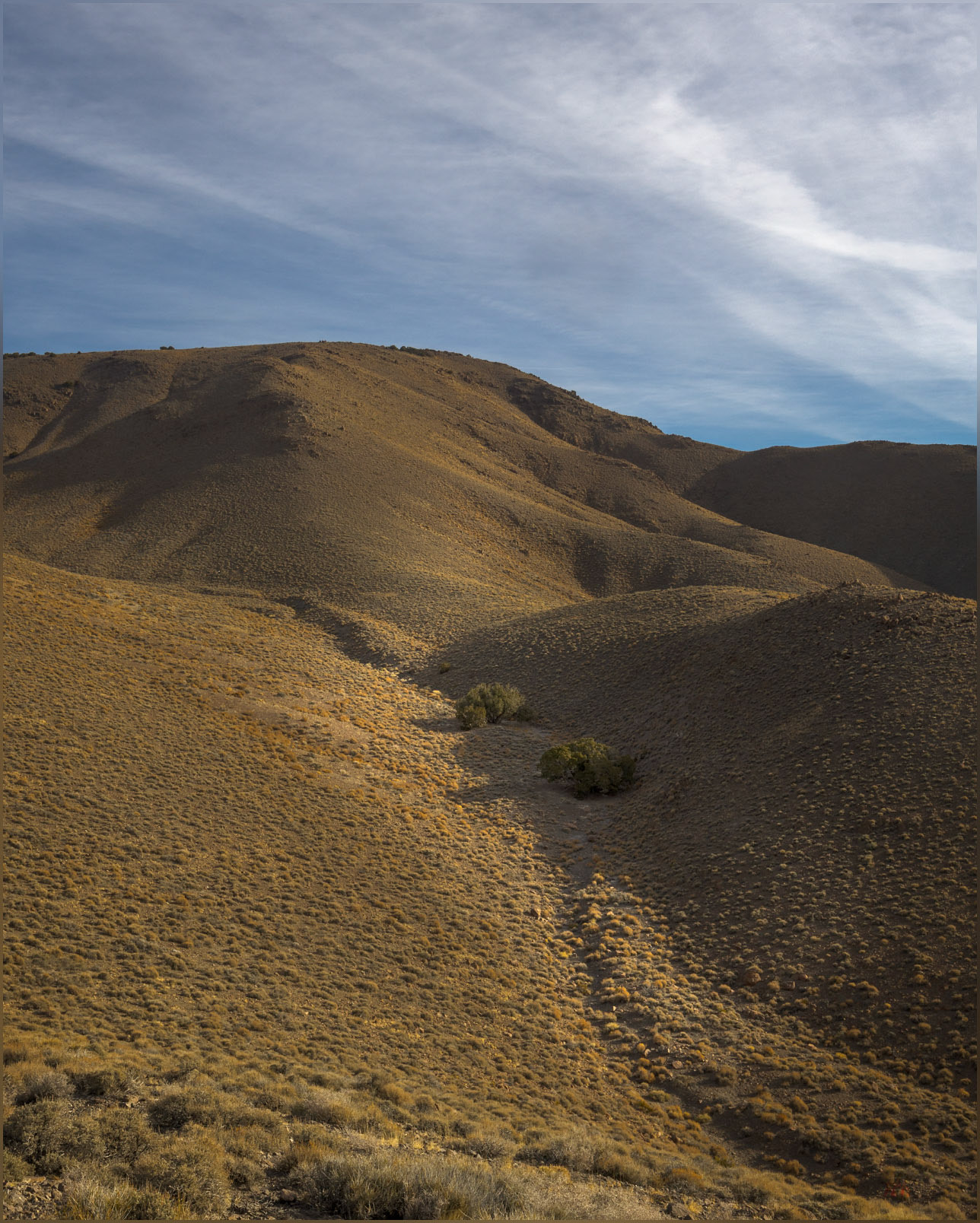 Owl trees. Utah Juniper provide roosts for Short-eared Owls wintering in the Monte Cristo Range, Great Basin Desert, NV, USA