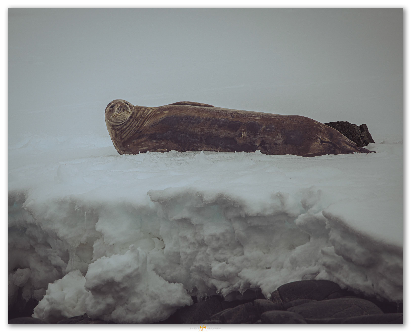 Weddell Seal. A Weddell Seal breaks from his nap as we drift by. Antarctica.
