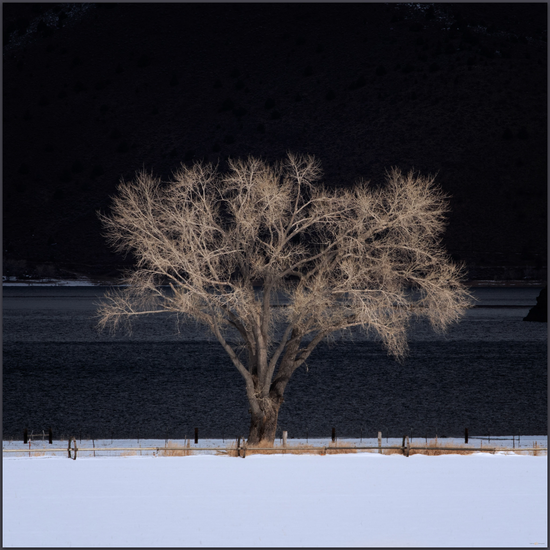 Topaz shine. The lone tree catches the light, Antelope Valley, CA, USA