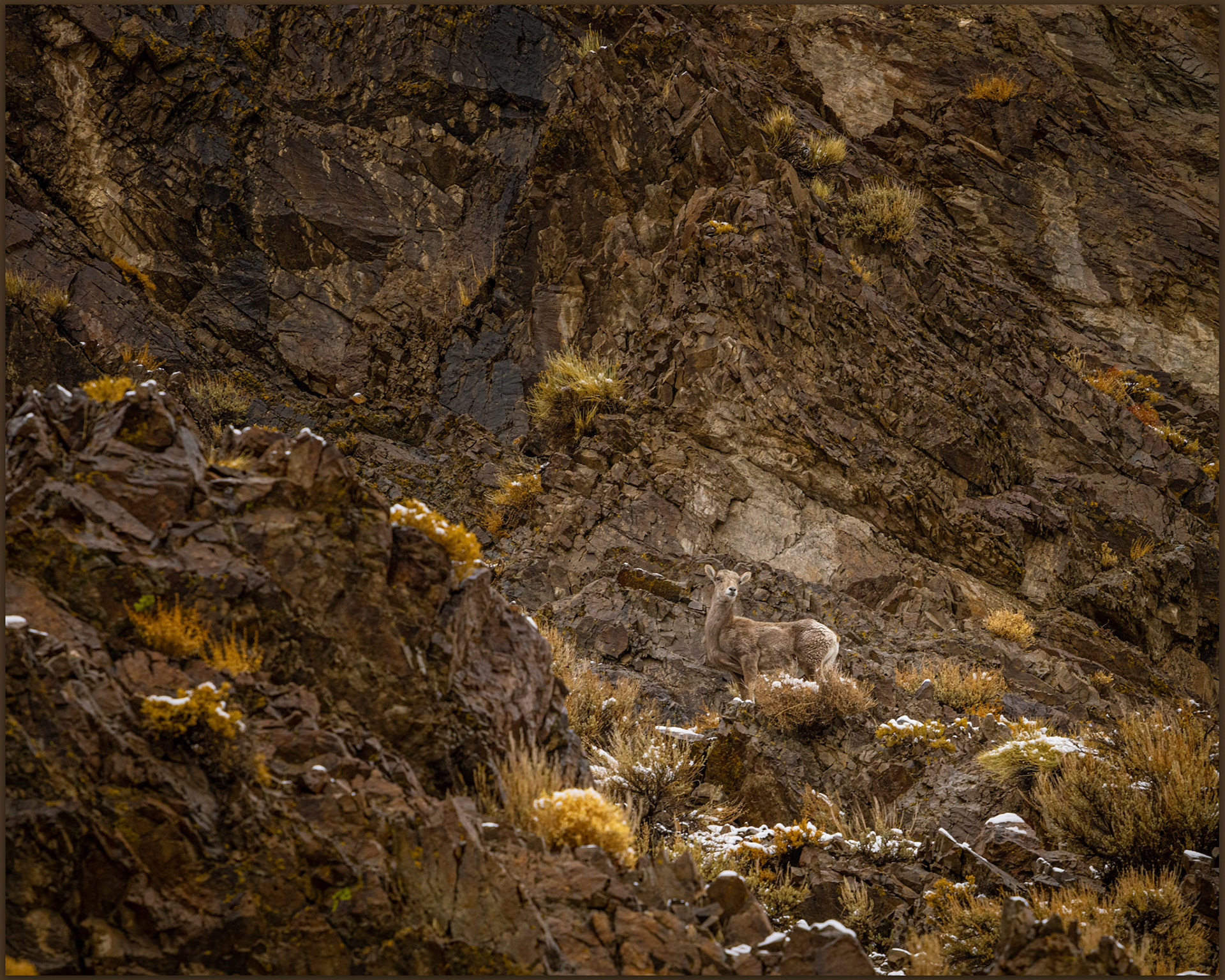 Bighorn sheep (Ovis canadensis) in Buffalo Canyon, Eastgate Range, Great Basin Desert, Nevada, USA