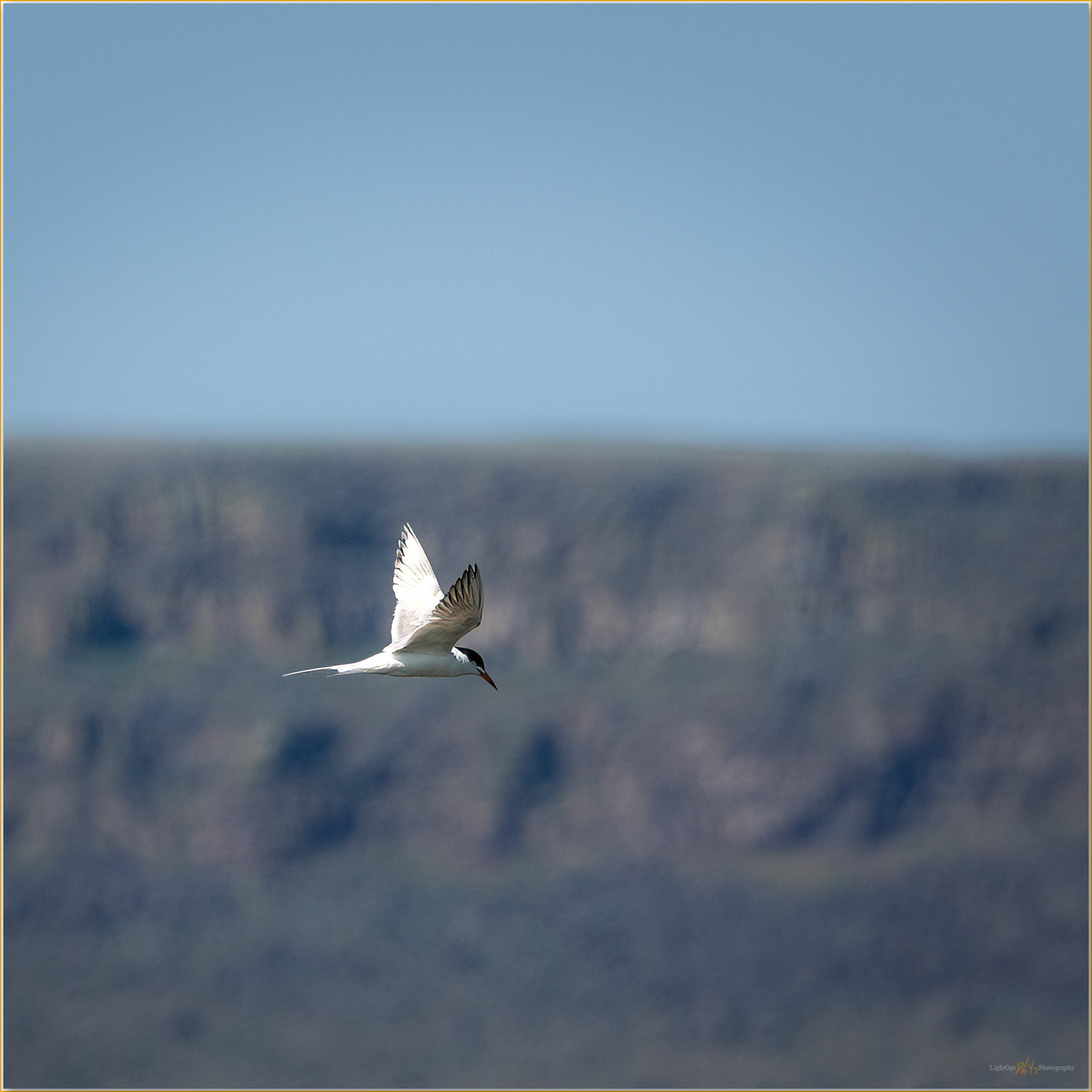 Slow forward. A Forster's Tern patrols the wetland margin of Hart Lake, Warner Valley, Great Basin Desert, OR, USA