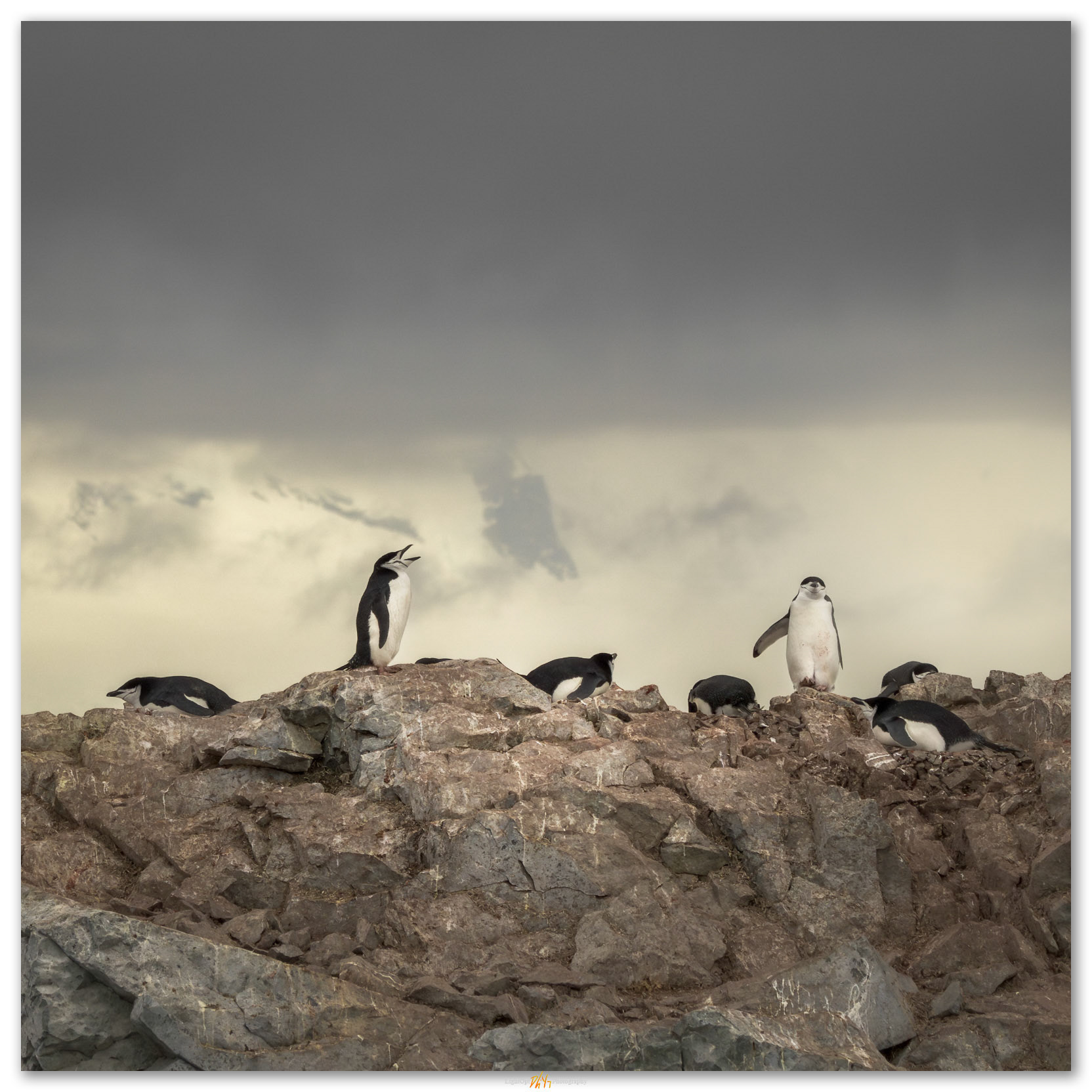 Attention. The sounds of the Chinstrap Penguin roost, on the rocks of the Antarctic Peninsula