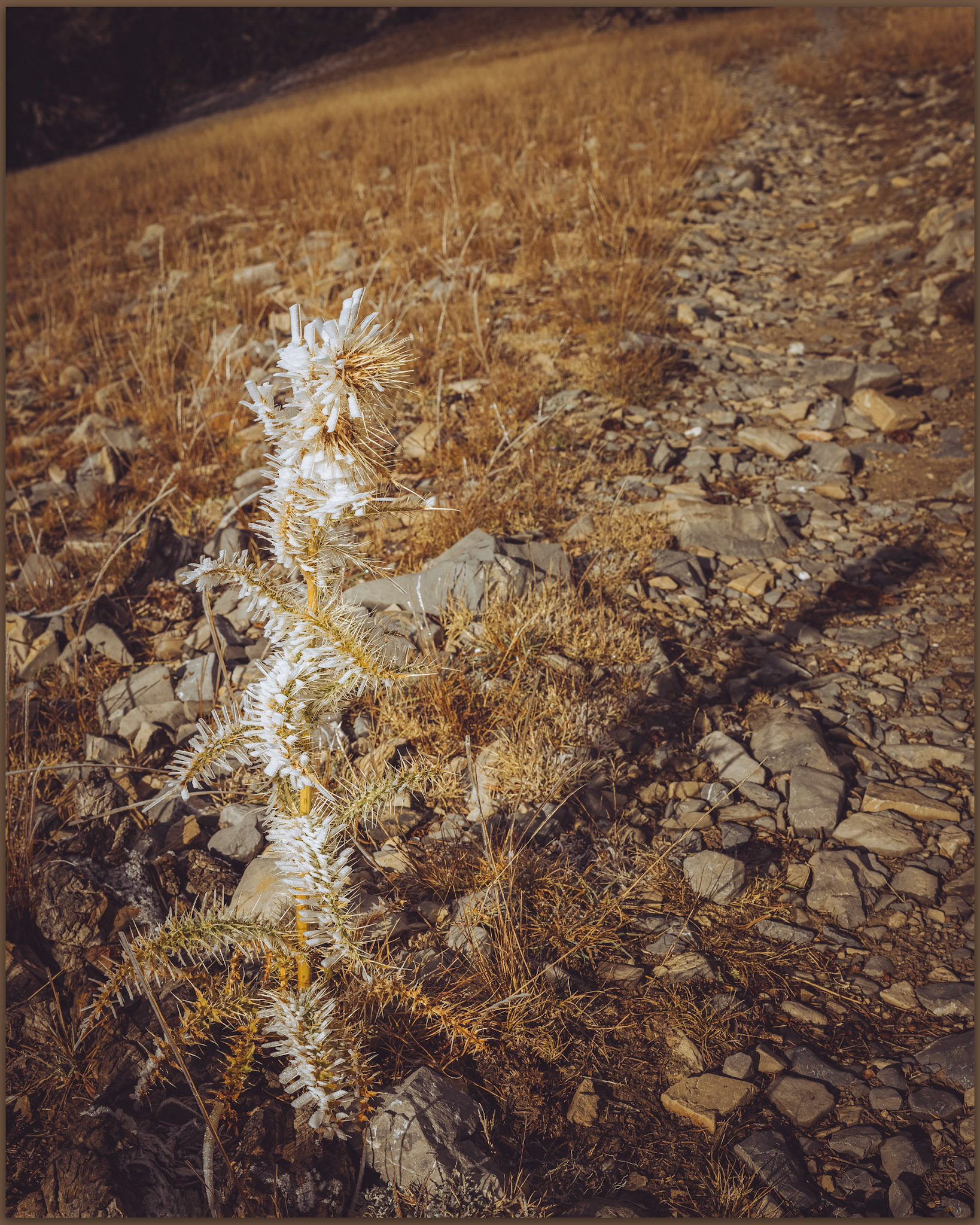 Rime ice traces a red thistle on the South Loop, Charleston Peak, Spring Mountains, Mojave Desert, USA