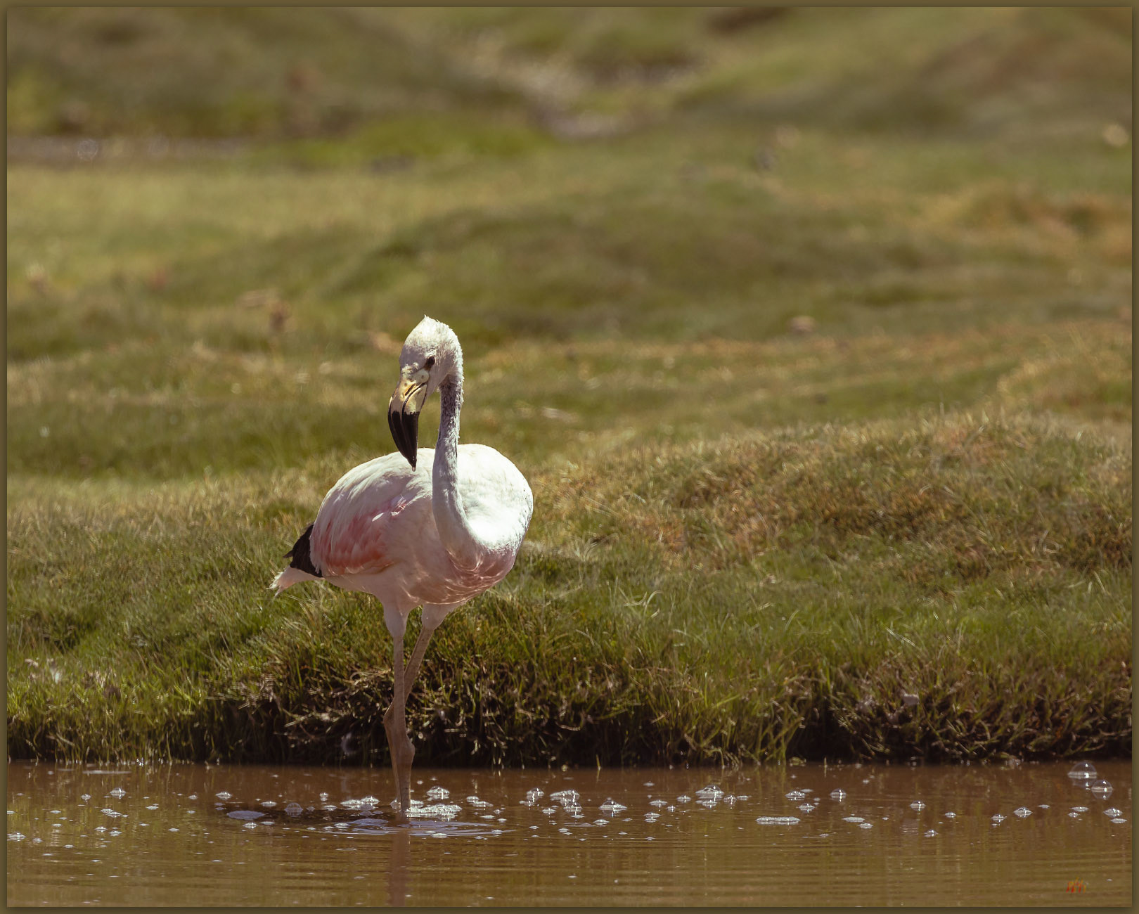 Morning watch. Andean Flamingo (Phoenicoparrus andinus), Atacama Desert, Chile