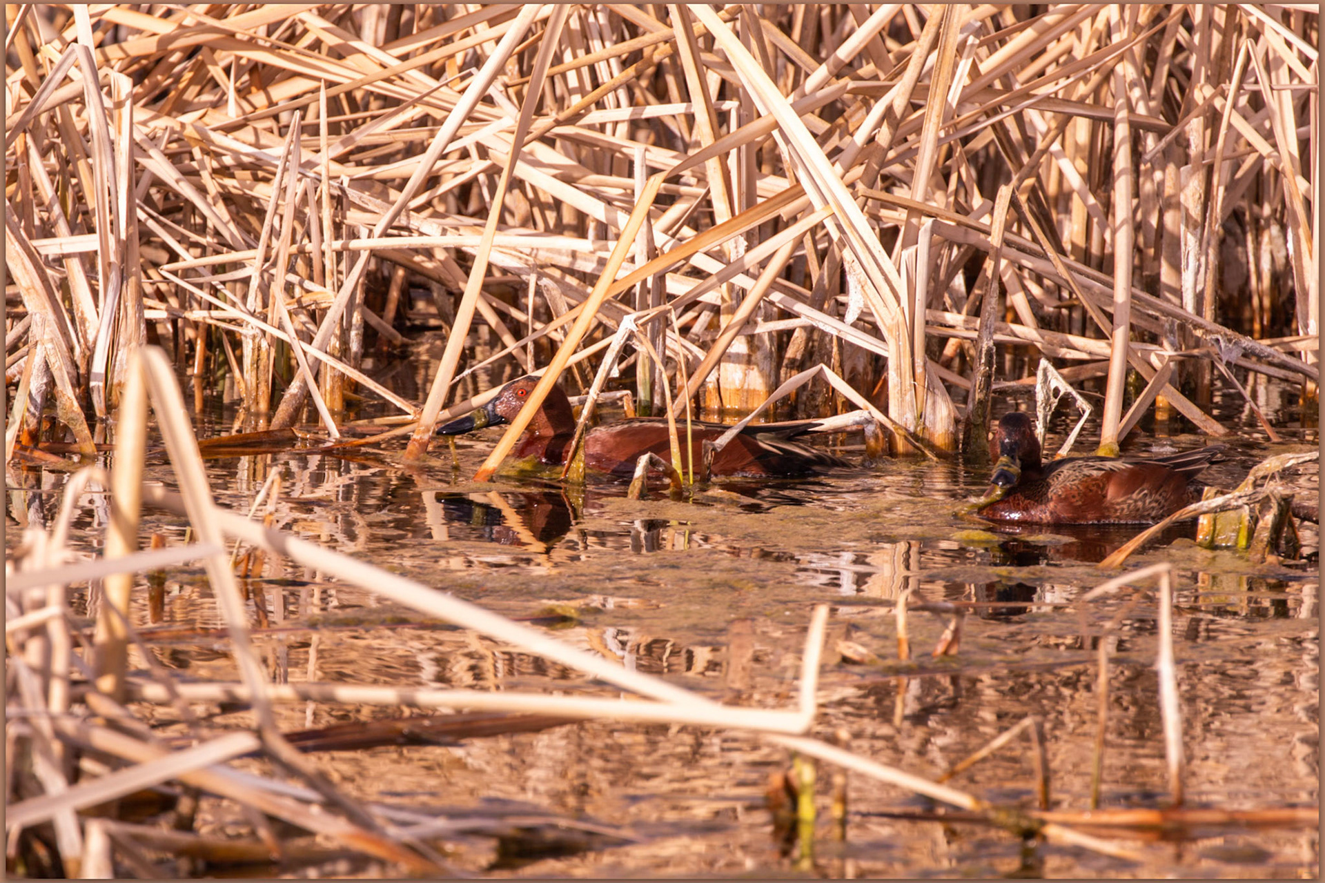Teal bachelors. In the wetlands of the Owens River Delta, Owens Lake, CA, USA