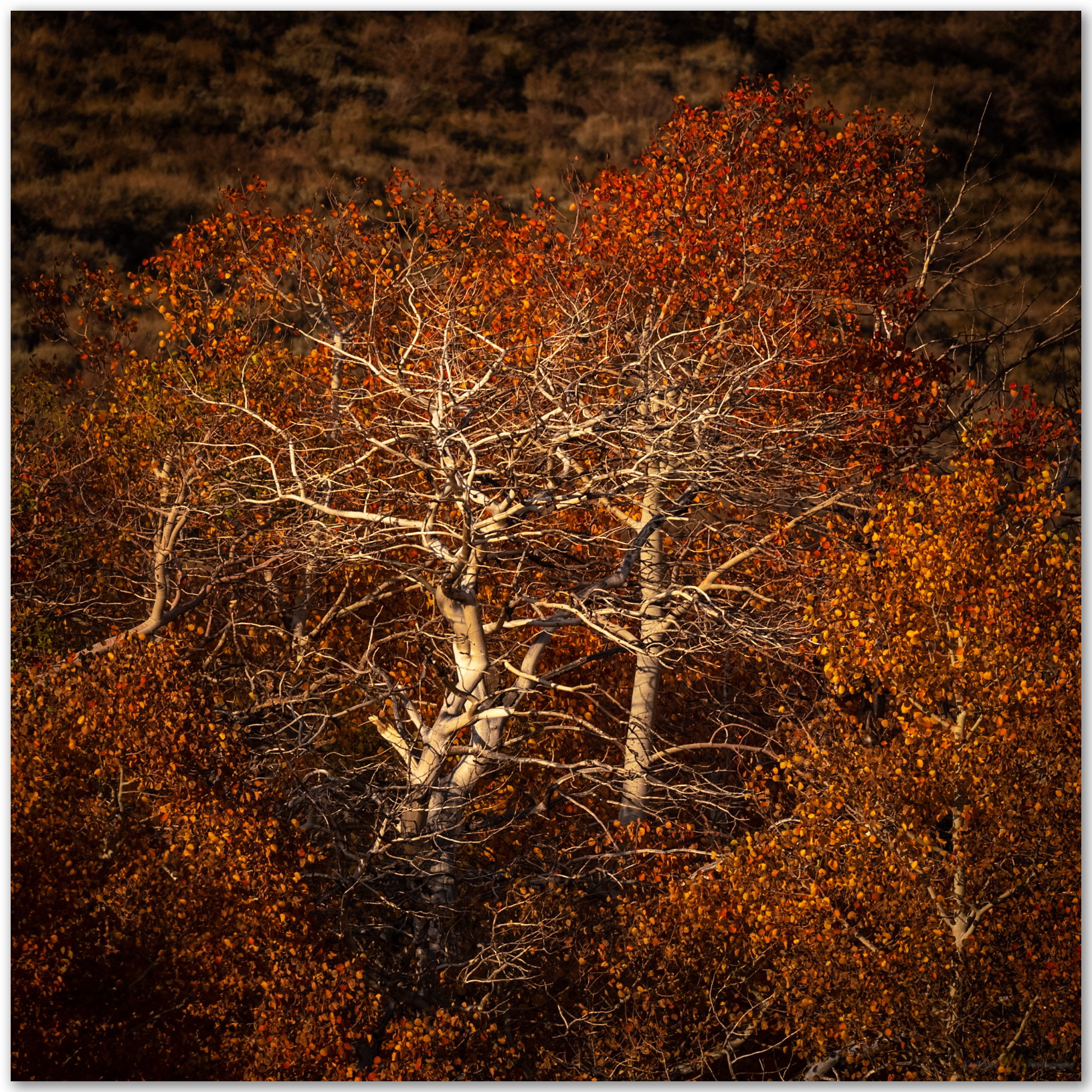 Dendritic heart. Dunderberg Creek, Eastern Sierra, CA, USA