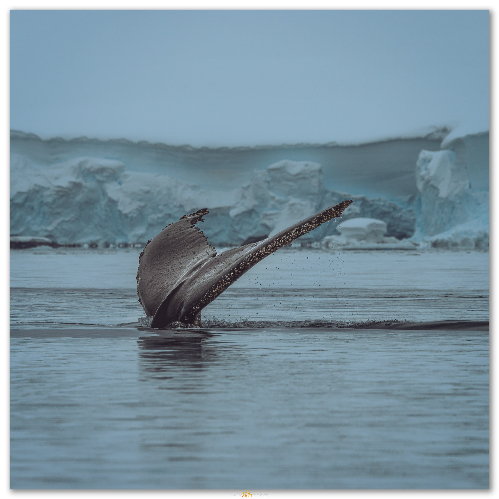 Signature. Humpback Whales of Antartic Peninsula