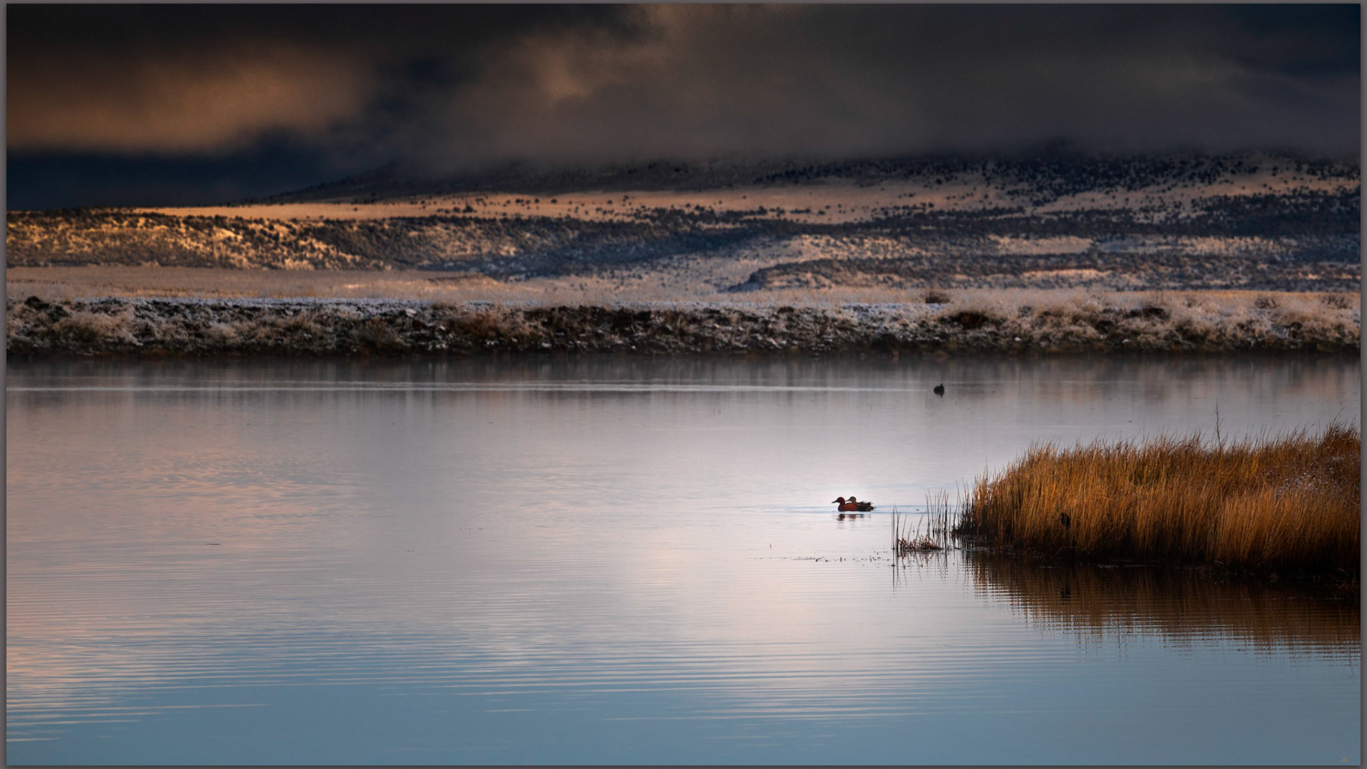 Spring pair. Cinnamon teal on Boulder Reservoir, Great Basin Desert, NV, USA