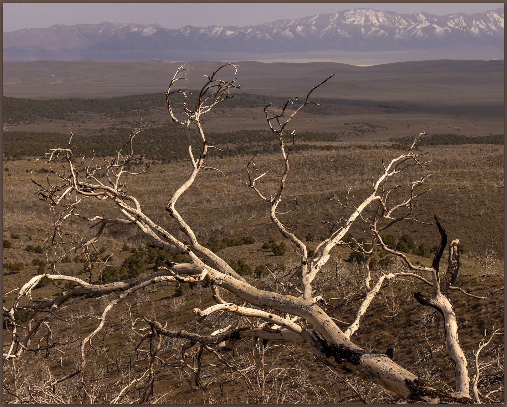 Skeletal pines. The bones of fire on the eastern slopes of New Pass Peak, New Pass Range, Great Basin Desert, Nevada