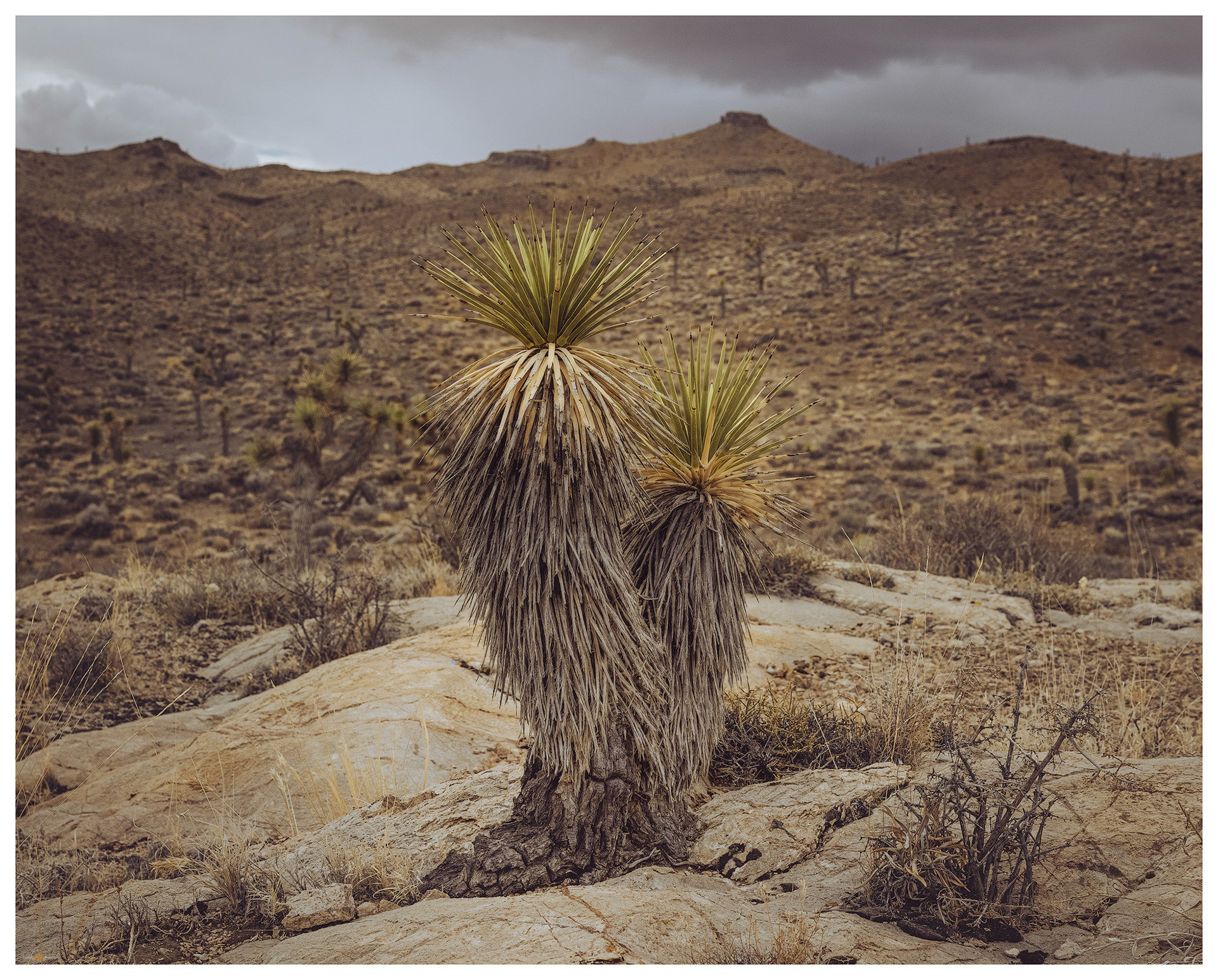 A stunted Joshua Tree (Yucca brevifolia) clings to an outcrop at the base of the Cuprite Hills.