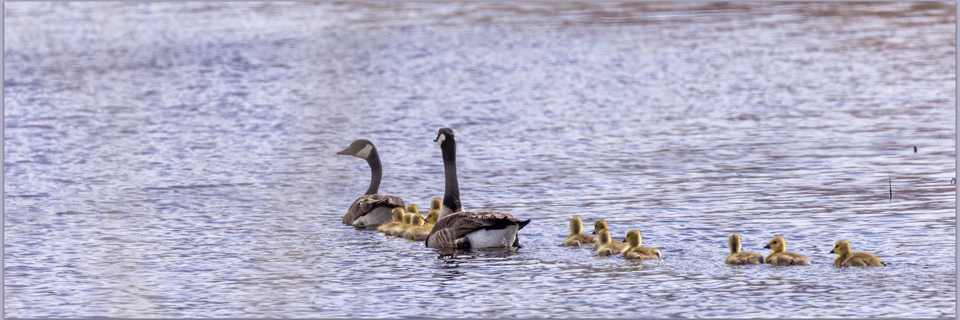 Family outing. Canadian Geese on the West Fork of the Carson River, Carson Valley, NV, USA
