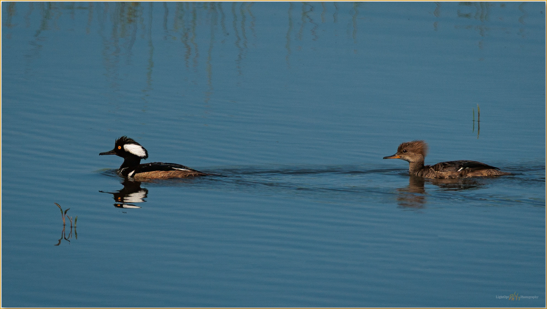 Hooded pair. Hooded Mergansers, Hart Mountain, Great Basin Desert, OR, USA