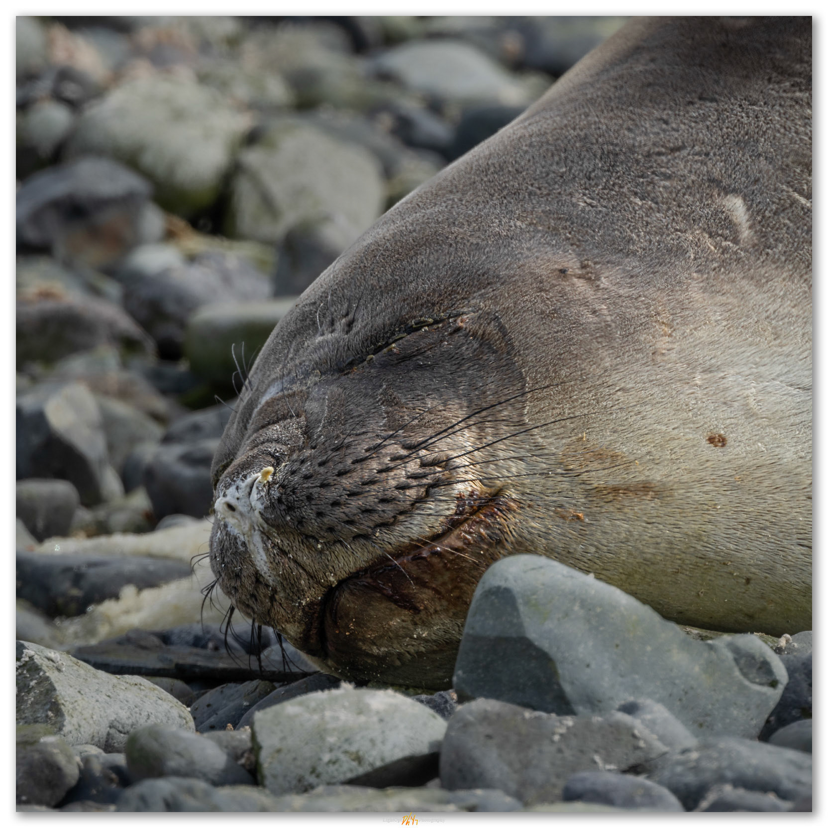 Rest time. Yankee Harbor, South Shetland Islands, Antarctica