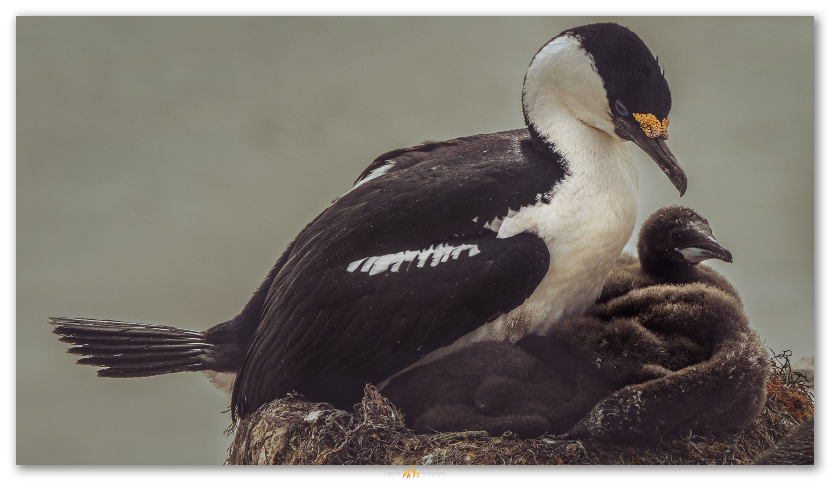 Guardian. A Blue-eyed Cormorant and chics, Antarctic Peninsula