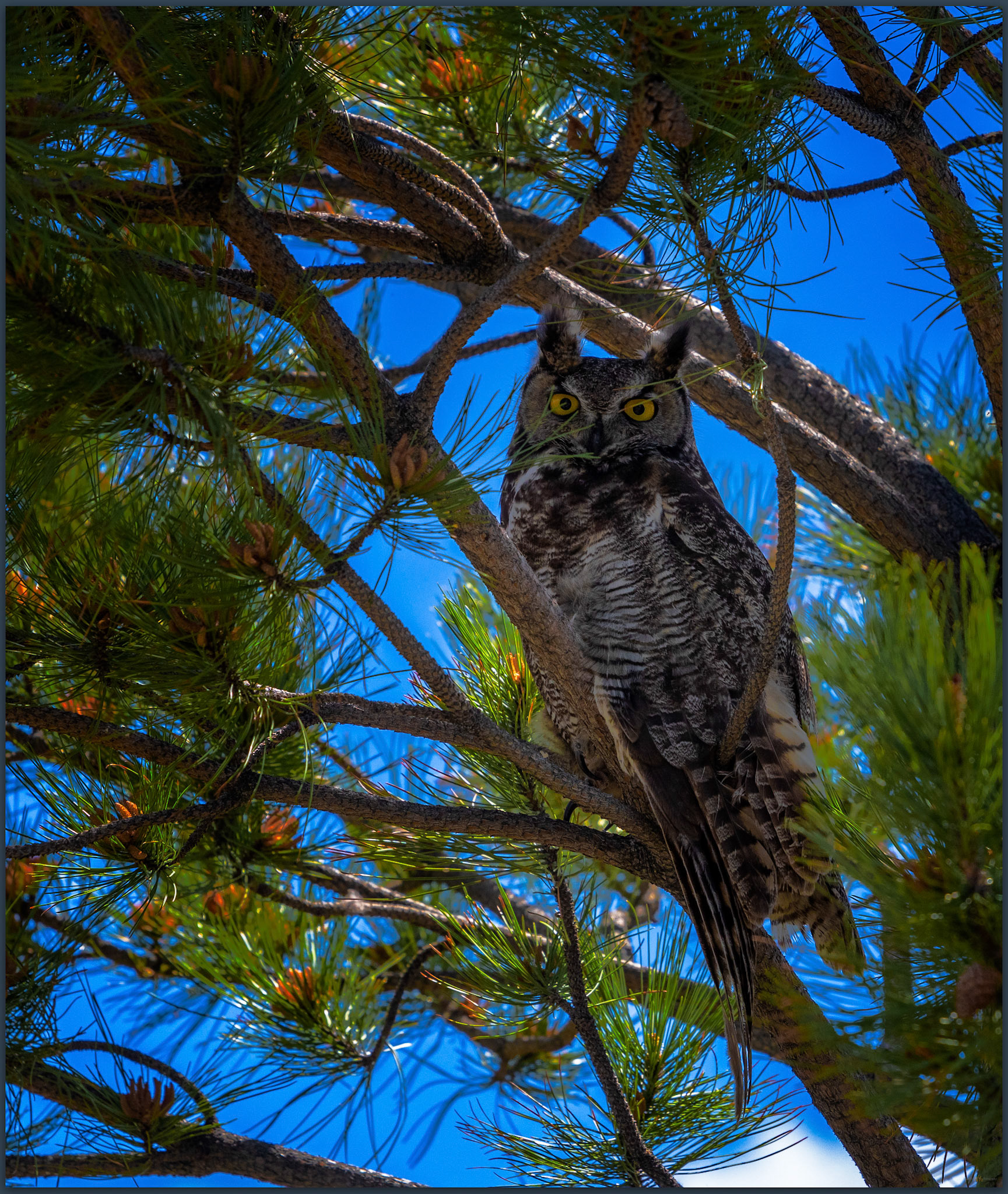Camp host. Great-horned owl near Rebel Creek in Quinn River Valley, Great Basin Desert, NV, USA