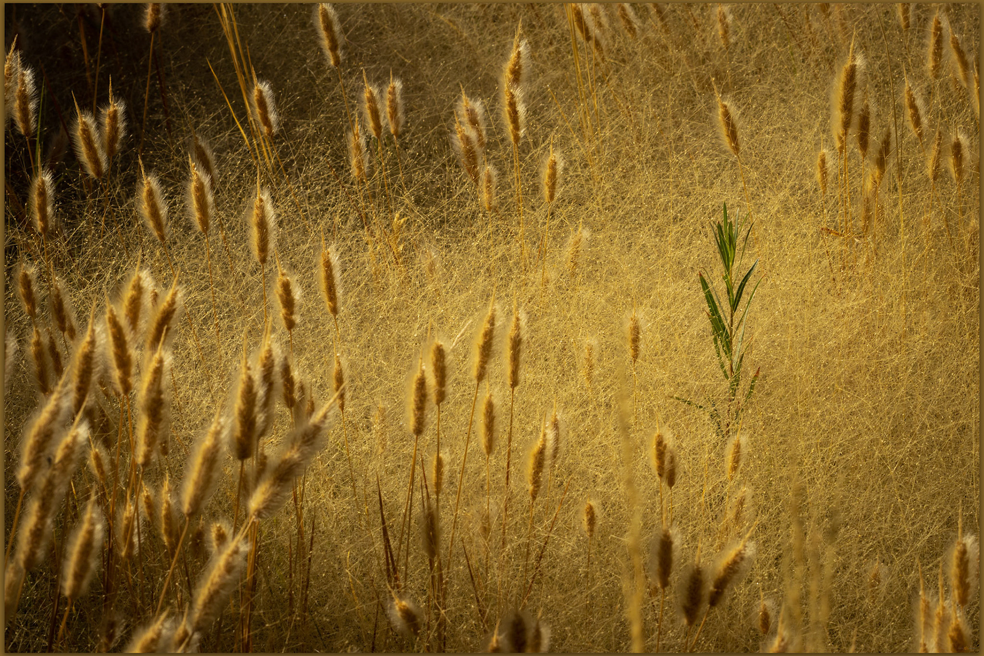 One. Mud Meadows, Great Basin Desert, NV, USA