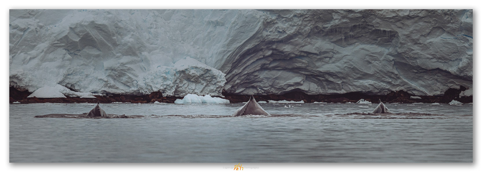 Family. Humpback Whales of the Antarctic Peninsula