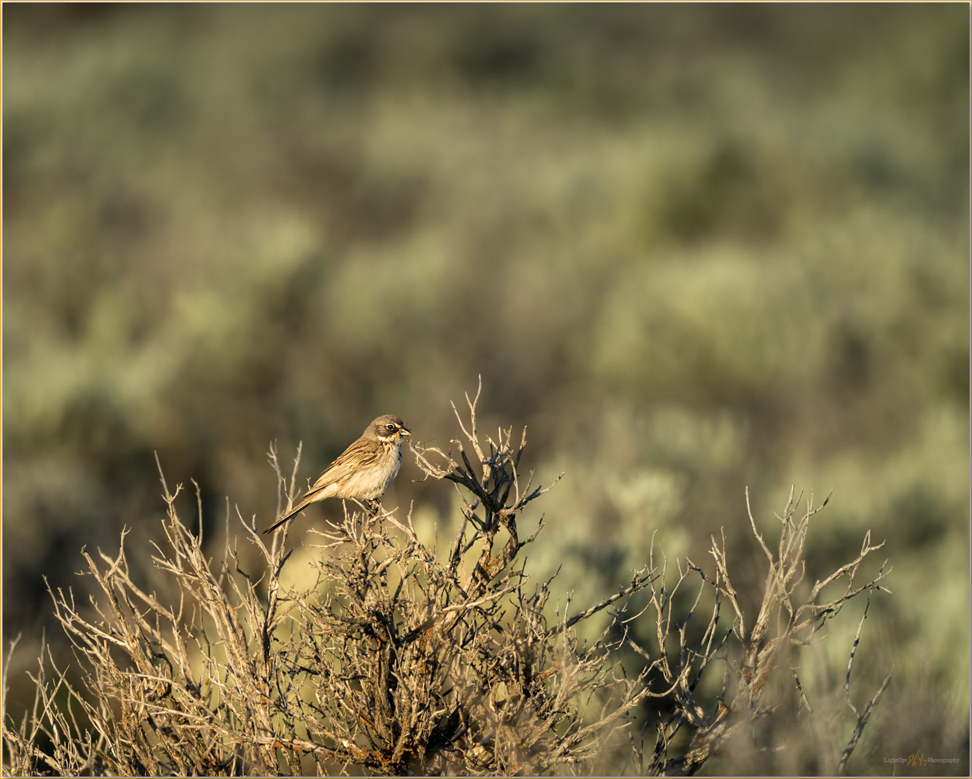 Sage Sparrow. A sparrow feeding at dawn, Hart Mountain, OR, USA