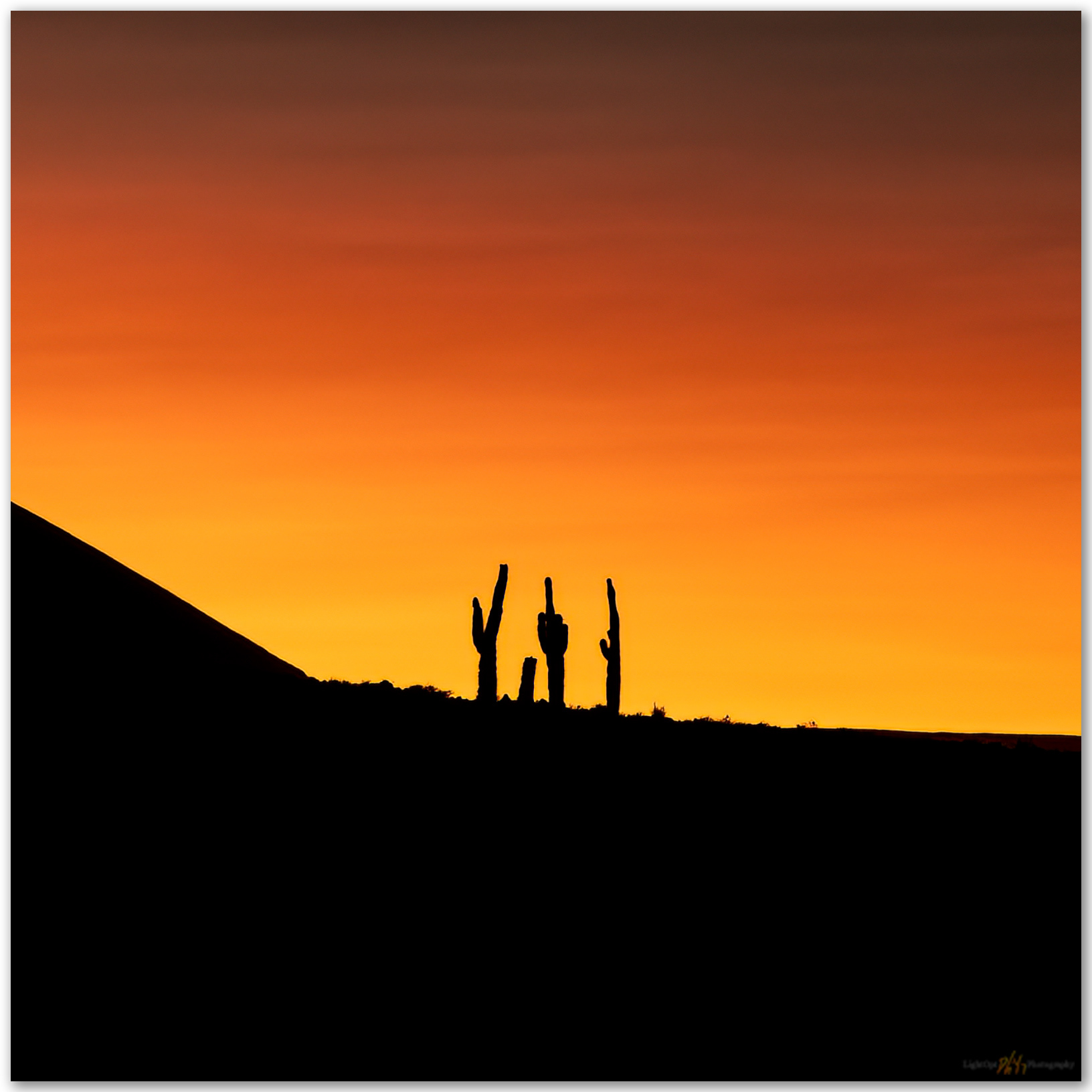 Mudras de Atacama. Cactus in the early morning of the Atacama Desert, Chile