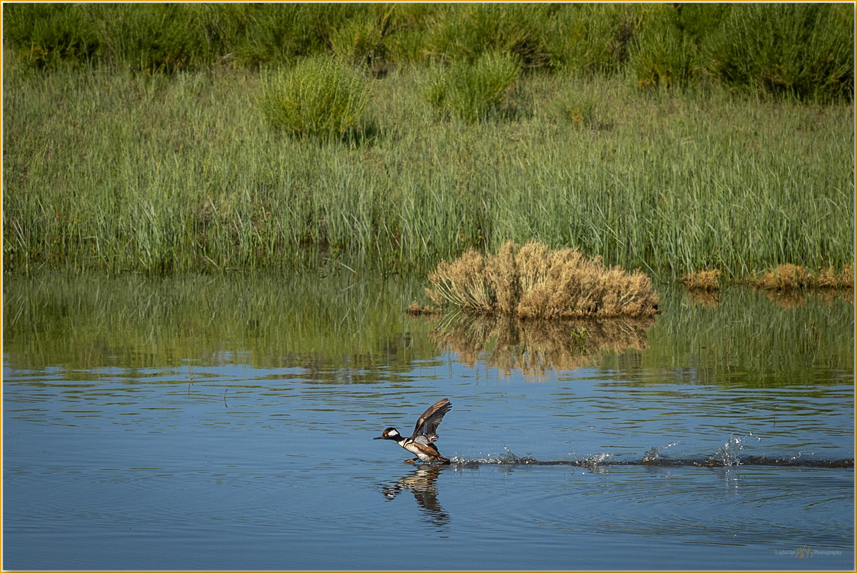 Ducking out. A Hooded Merganser takes flight, Hart Mountain, Great Basin Desert, OR, USA