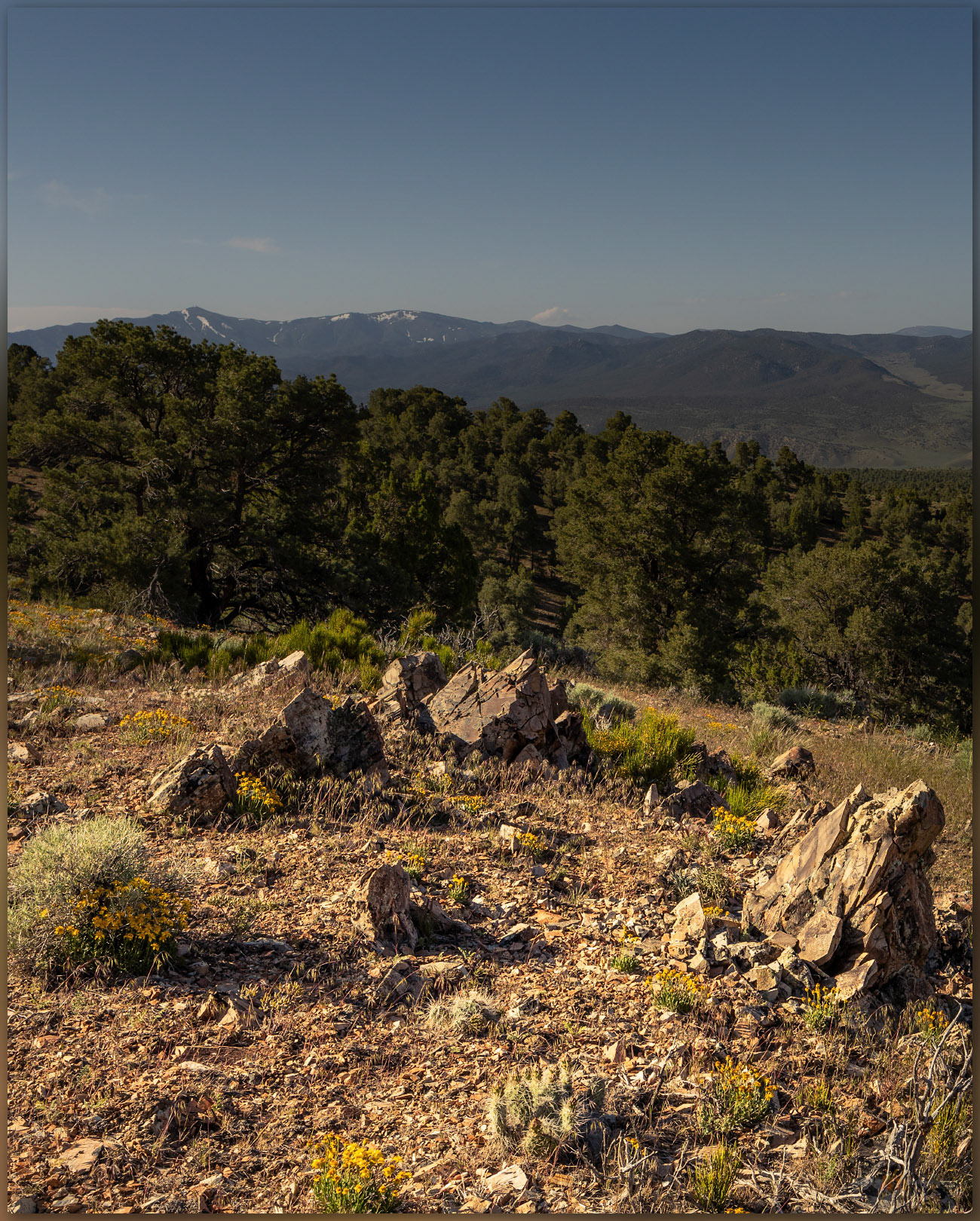Flowers to woodland. Spring flowers in the outcrop spaces of Whistler Mountain, Great Basin Desert, NV, USA