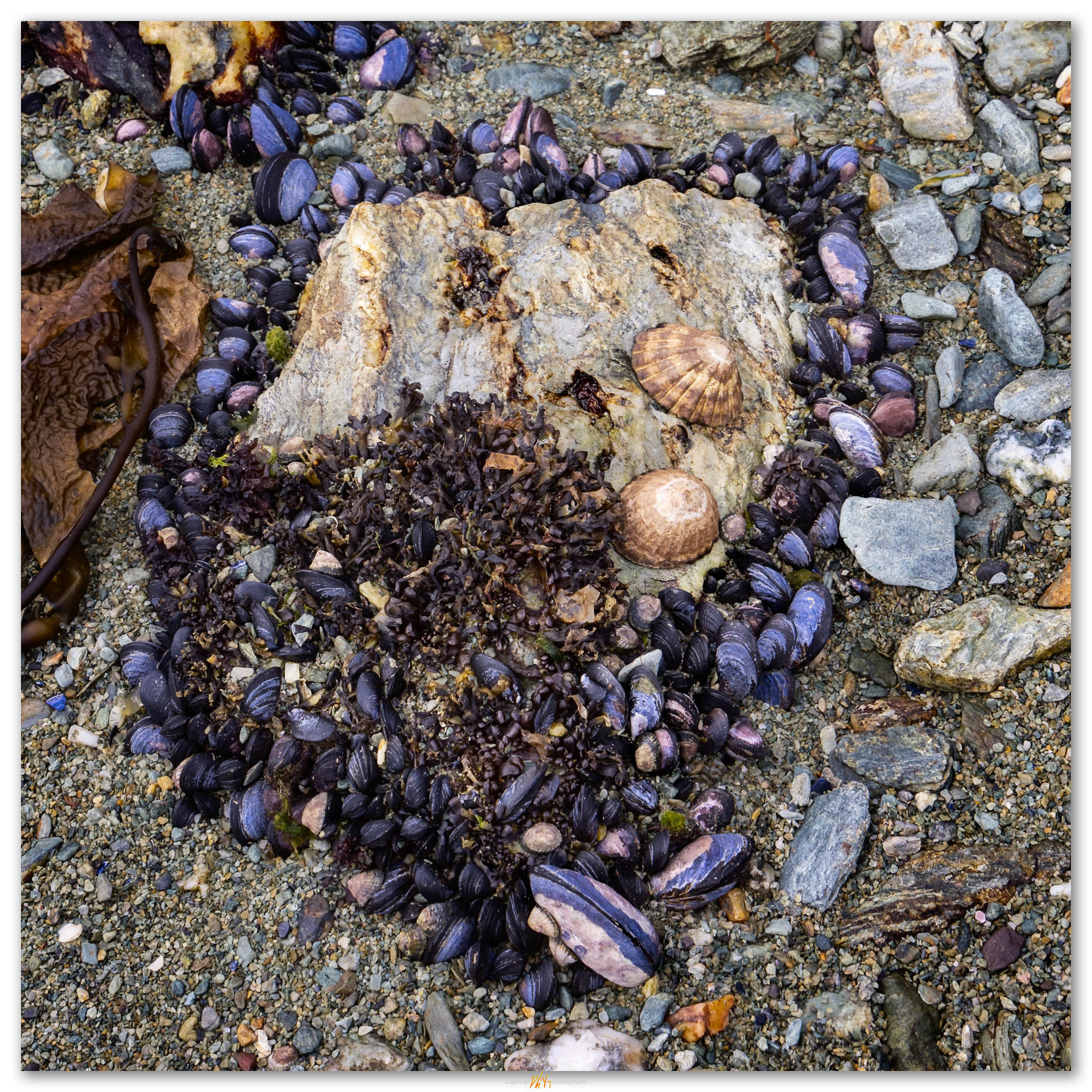 Tidal shell. Along the Senda Coastal, Tierra del Fuego National Park, Argentina.