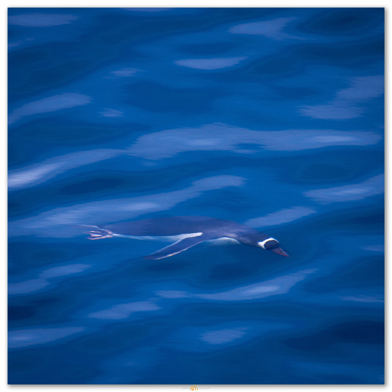 From below. A Gentoo Penguin explores our ship, South Shetland Islands, Antarctica