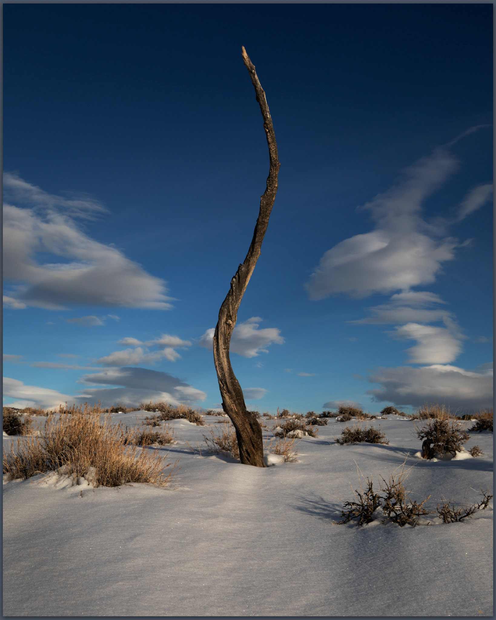 Last branch. An awkward, isolated core of a pinyon pine, Sweetwater Basin, CA, USA
