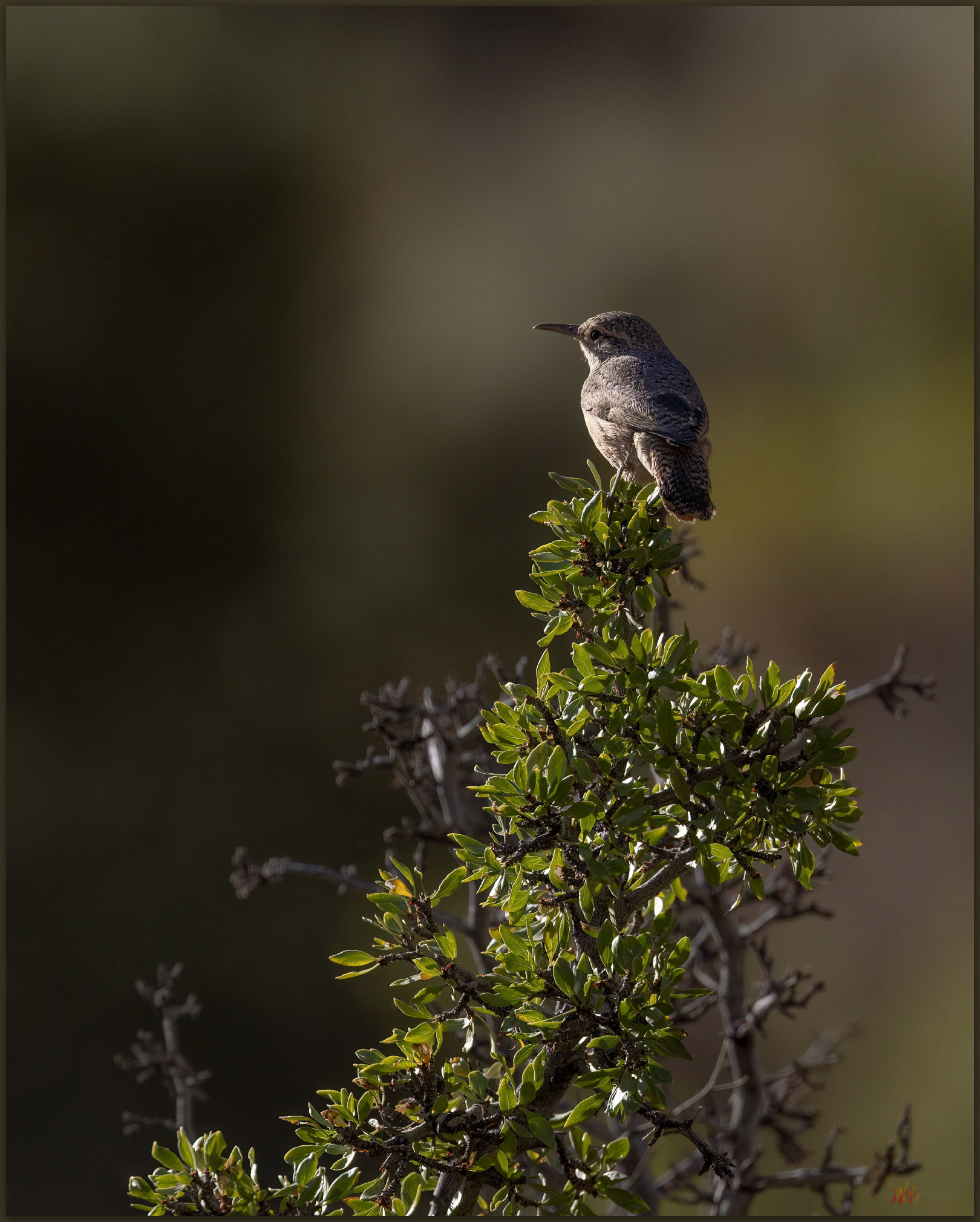 Perch. Rock Wren in Wedertz Canyon, Burbank Canyon WSA, Great Basin Desert, NV