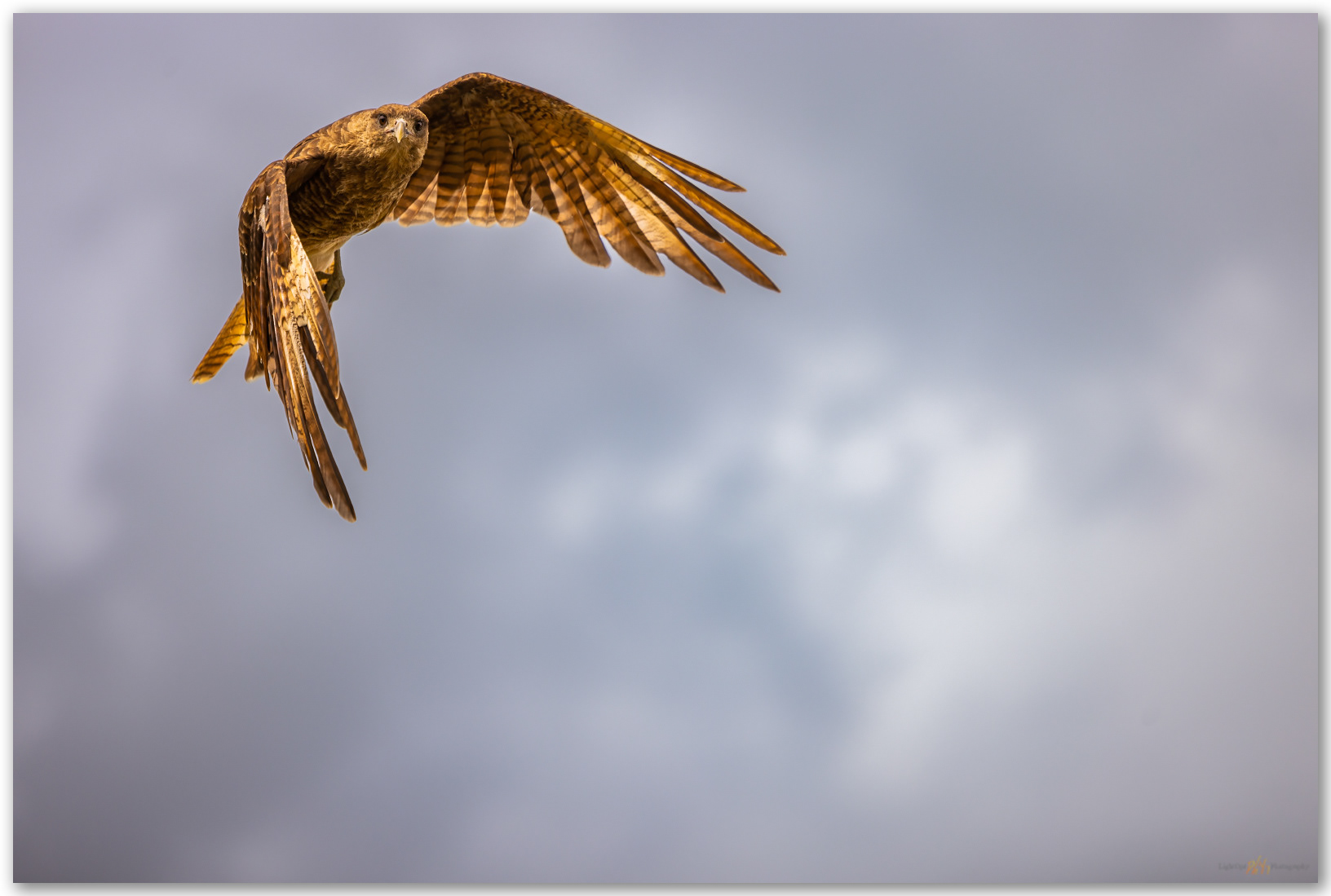 Eyes of chimango. The Chimango Caracara visits the trail, Torres del Paine National Park, Chile