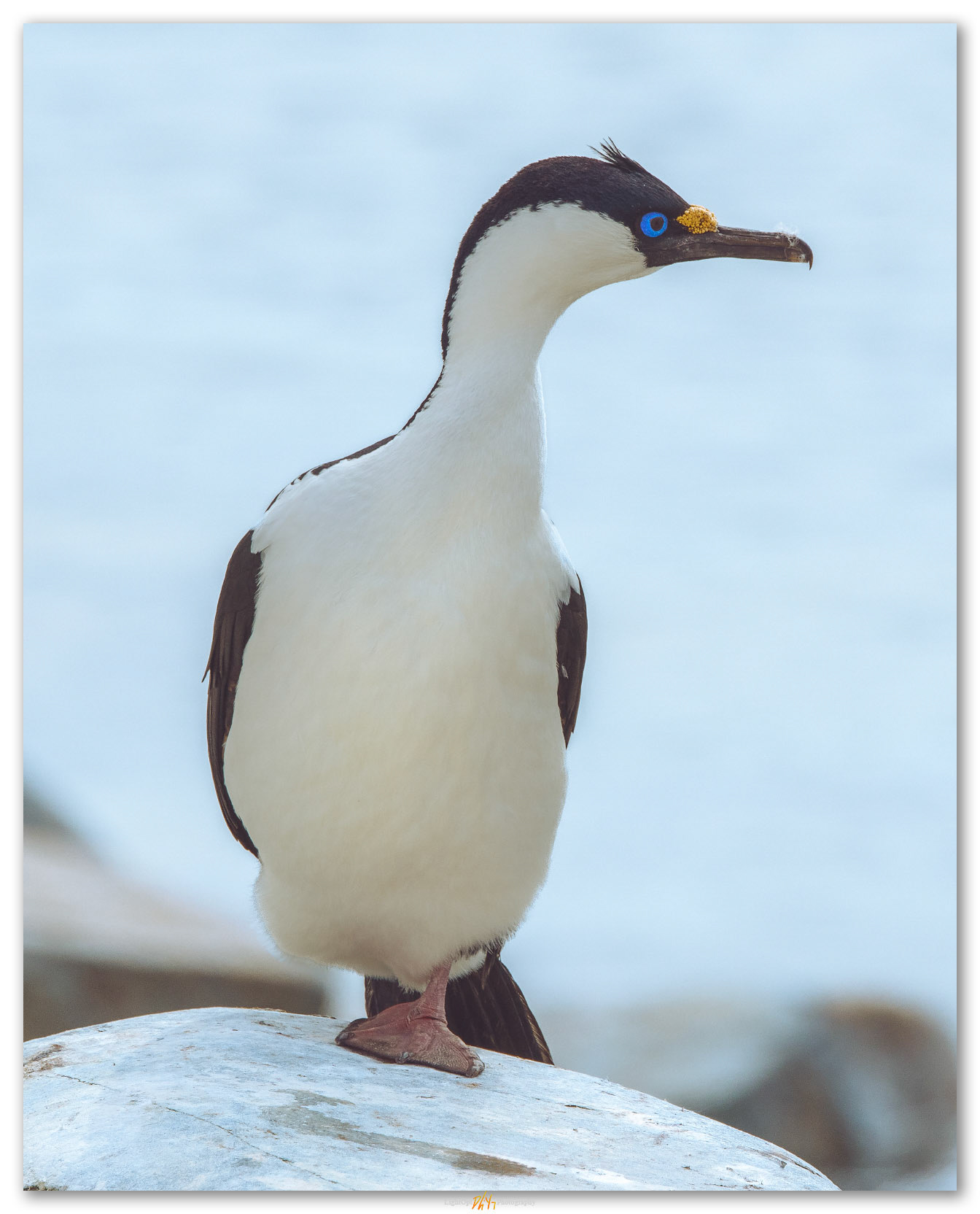 Waiting turn. A Blue-eyed Cormorant rests before returning to sea, Antarctic Peninsula