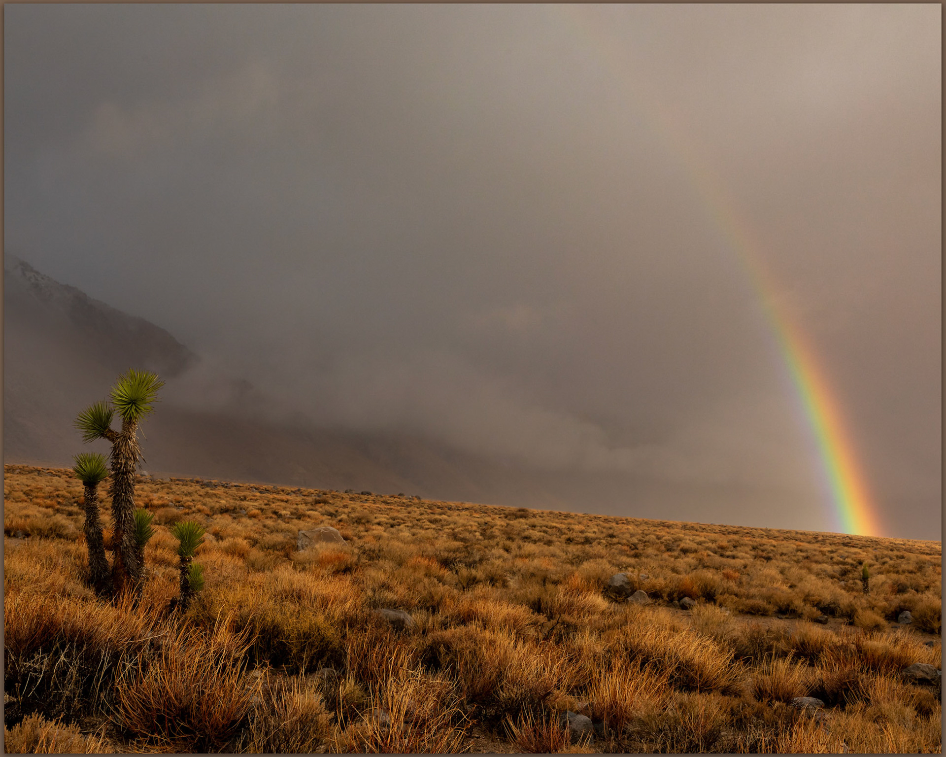 Morning rain. Walker Creek Fan, Owens Valley, Eastern Sierra, CA, USA