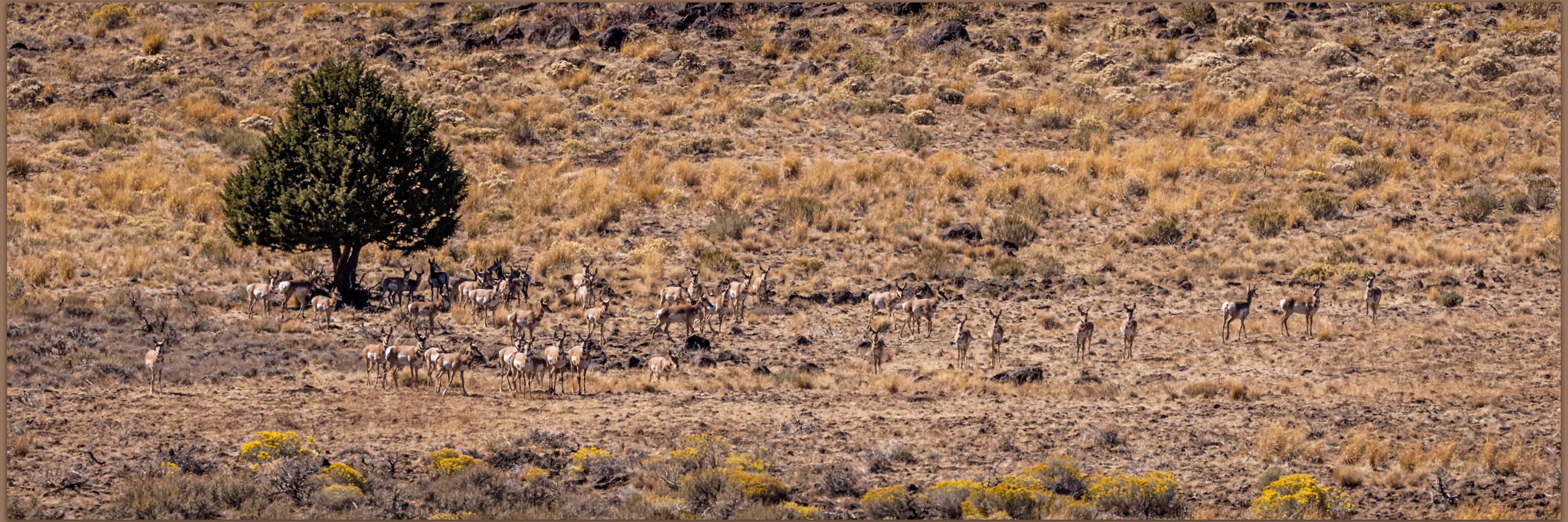 Pronghorn antelope gather at a lone western juniper, attentive as always. Madeline Mesa, Great Basin Desert, USA