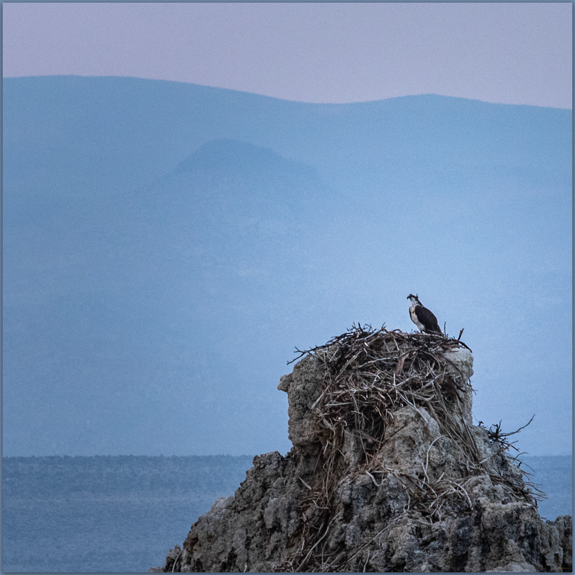 Osprey wating. Tufa nesting at Mono Lake, Eastern Sierra, CA, USA