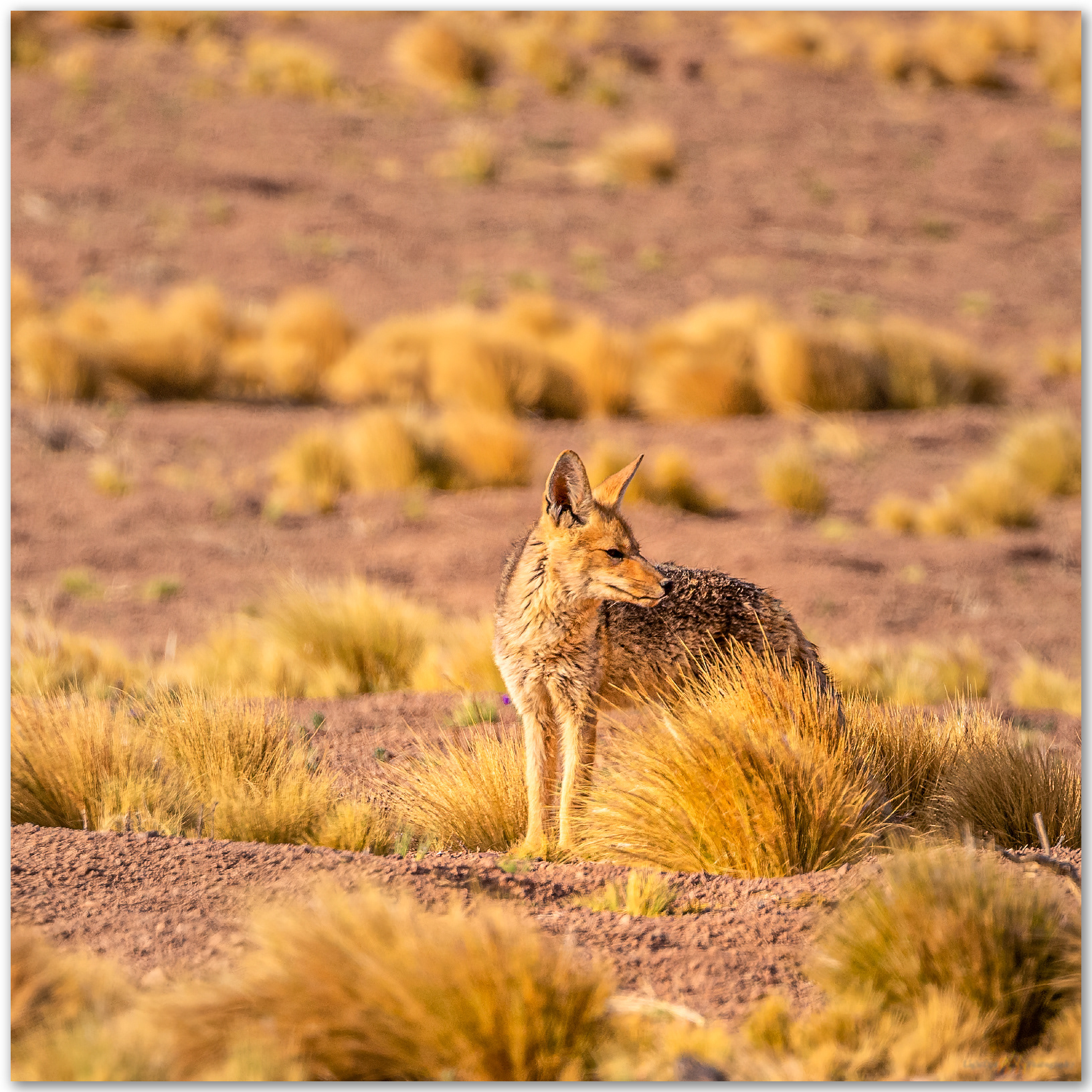 Morning patrol. A South American Gray Fox (Lycalopex griseus) in sparse grasses of the Atacam Desert, Chile.