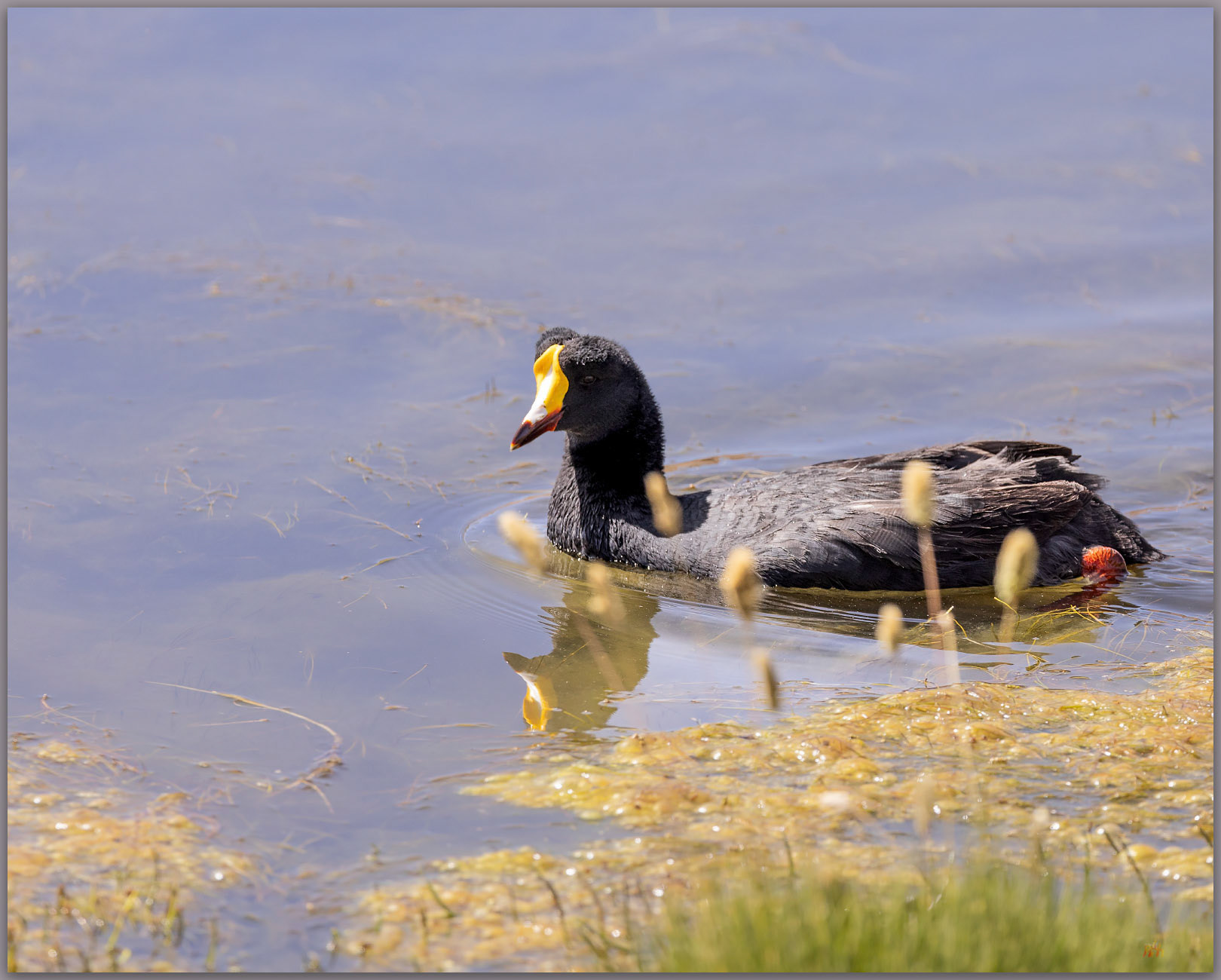 GIant coot. The Giant Coot (Fulica gigantea) of the Atacama Desert, Chile