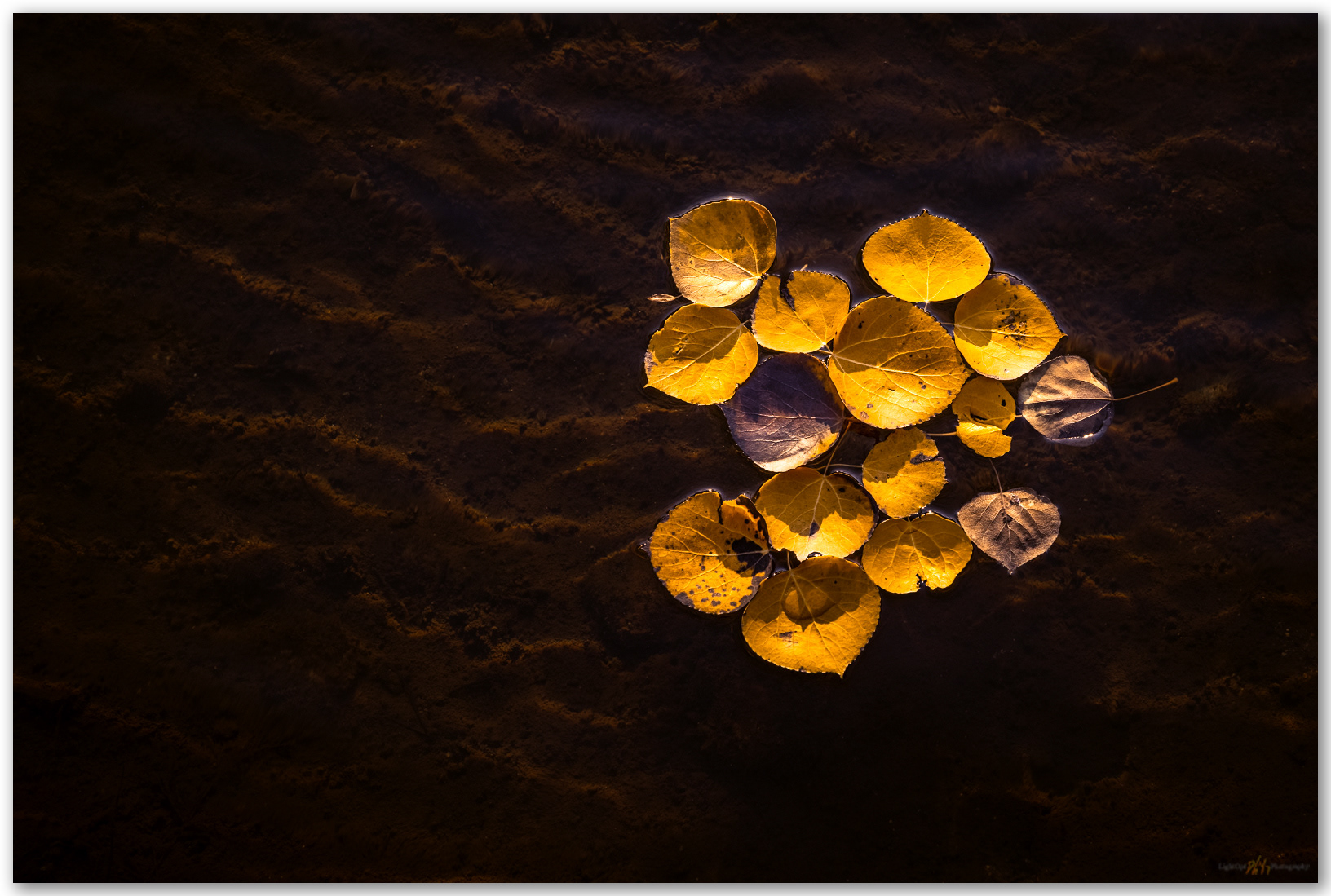 Gathering. Aspen leaves on Green Creek, Eastern Sierra, CA, USA