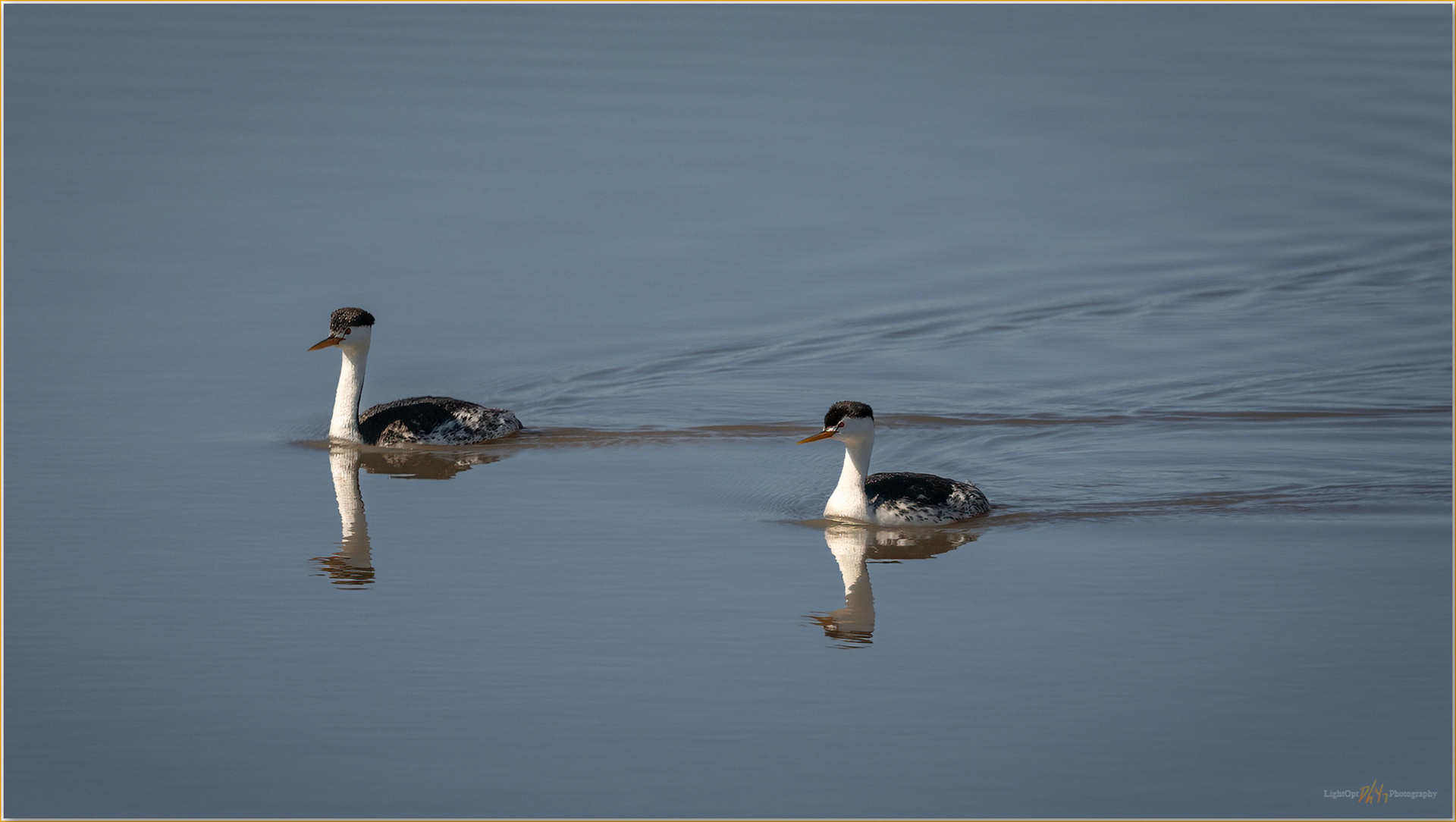 Pairing. Clark's Grebes on Hart Lake, Warner Valley, Great Basin Desert, OR, USA
